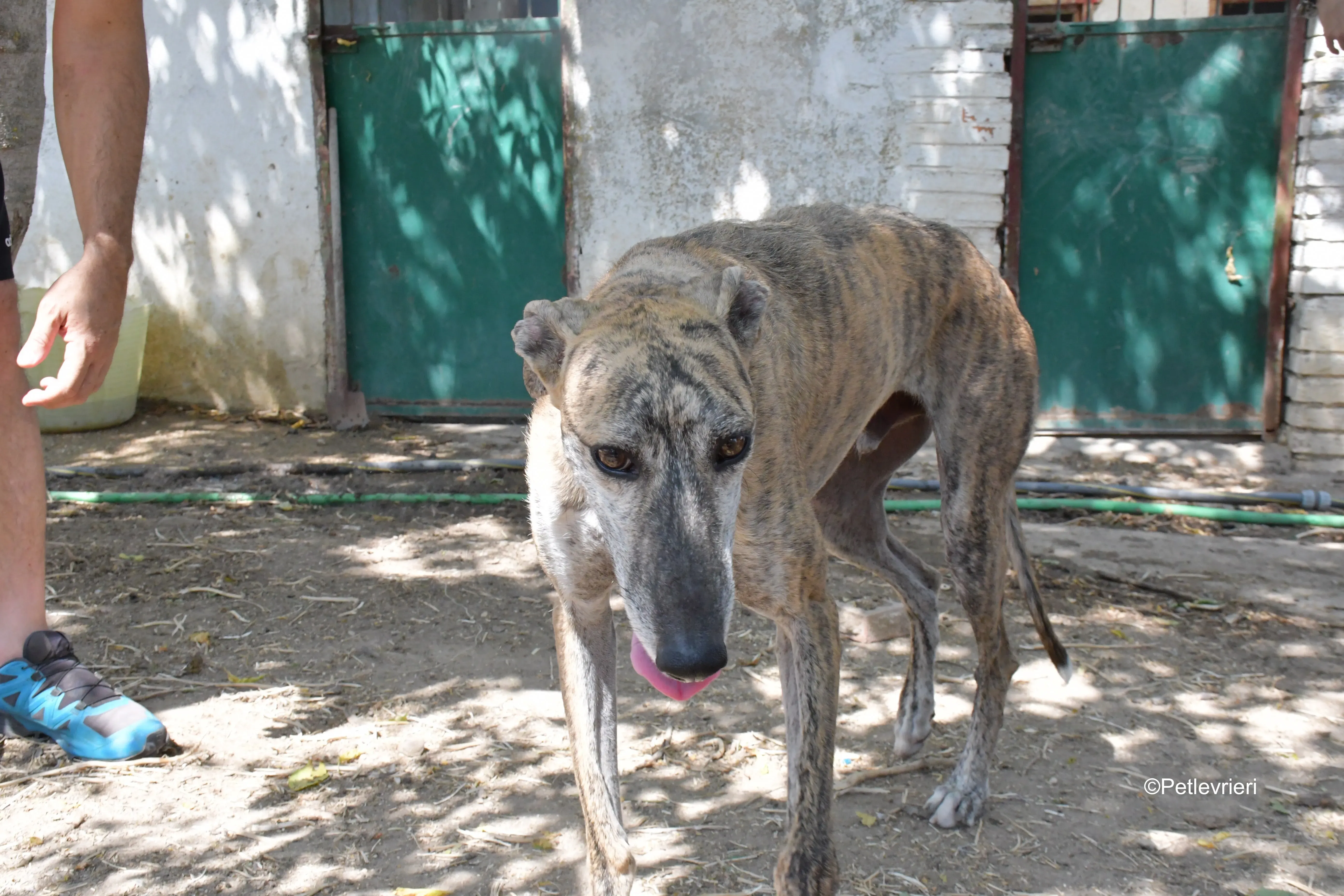 javier adozione levrieri galgo 7