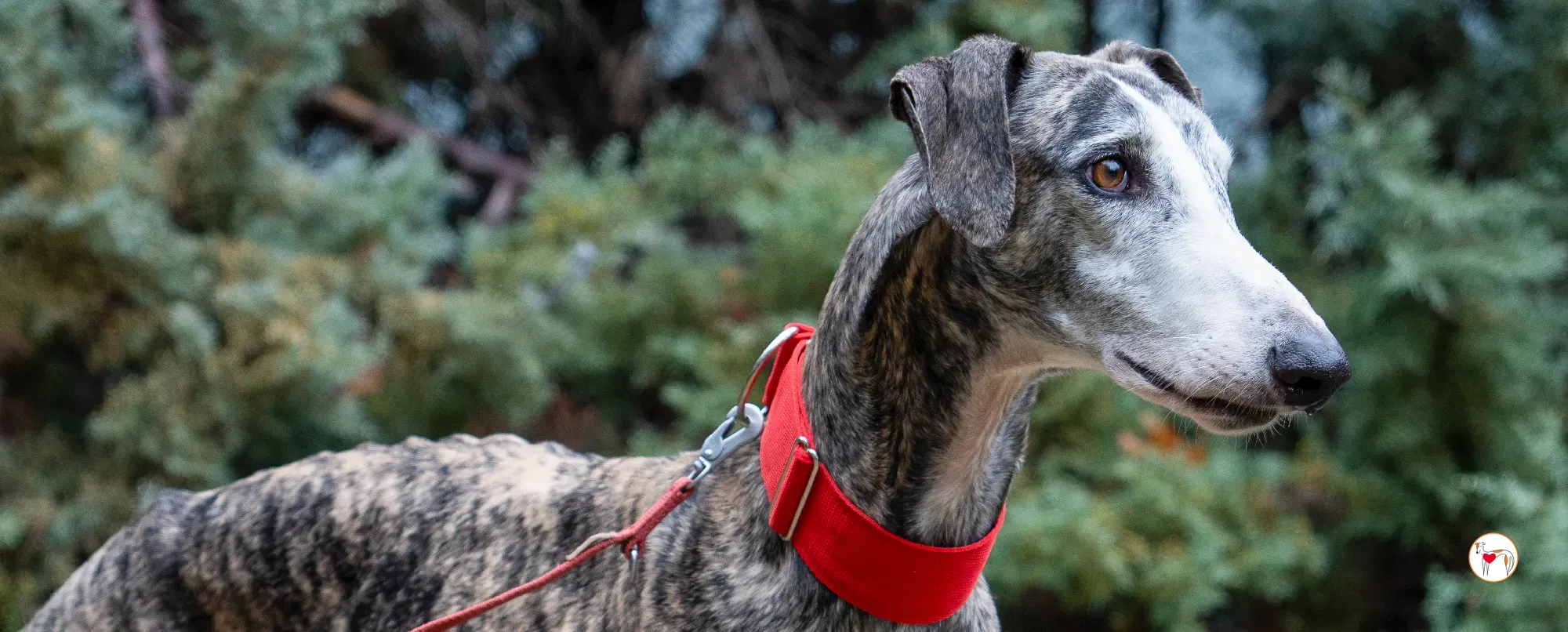 jax galgo adozione 00 copertina b