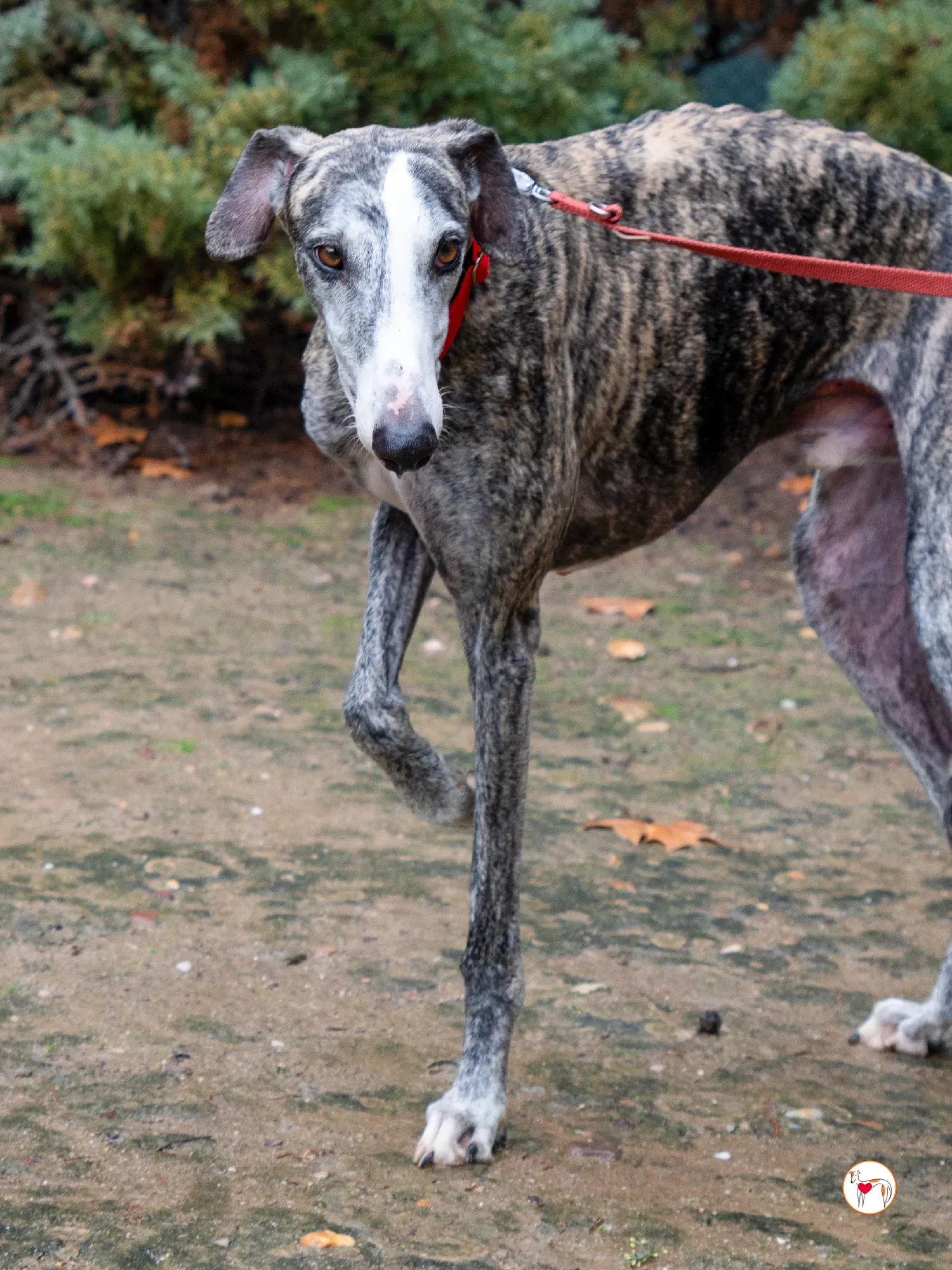 jax galgo adozione 1