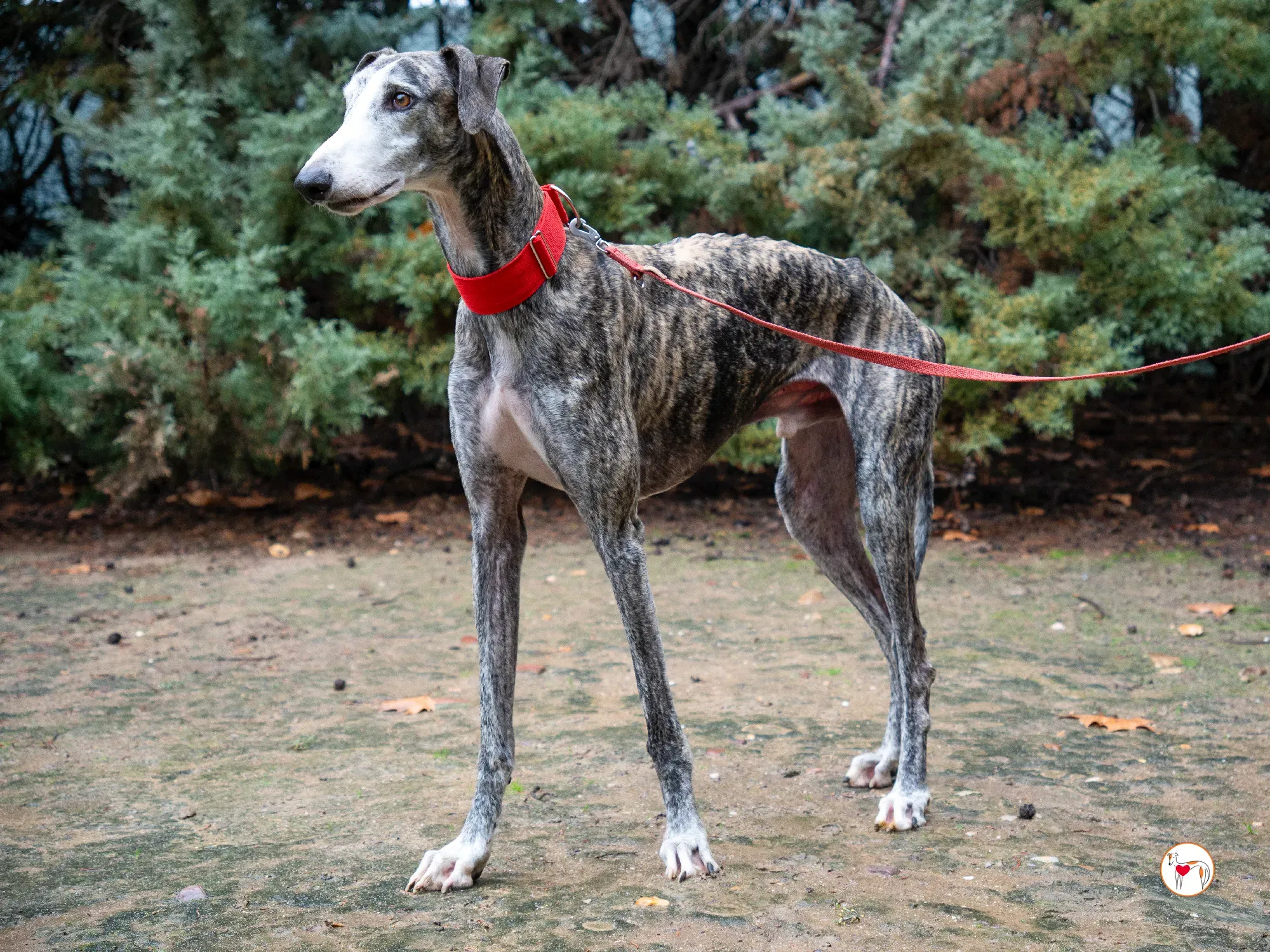 jax galgo adozione 10
