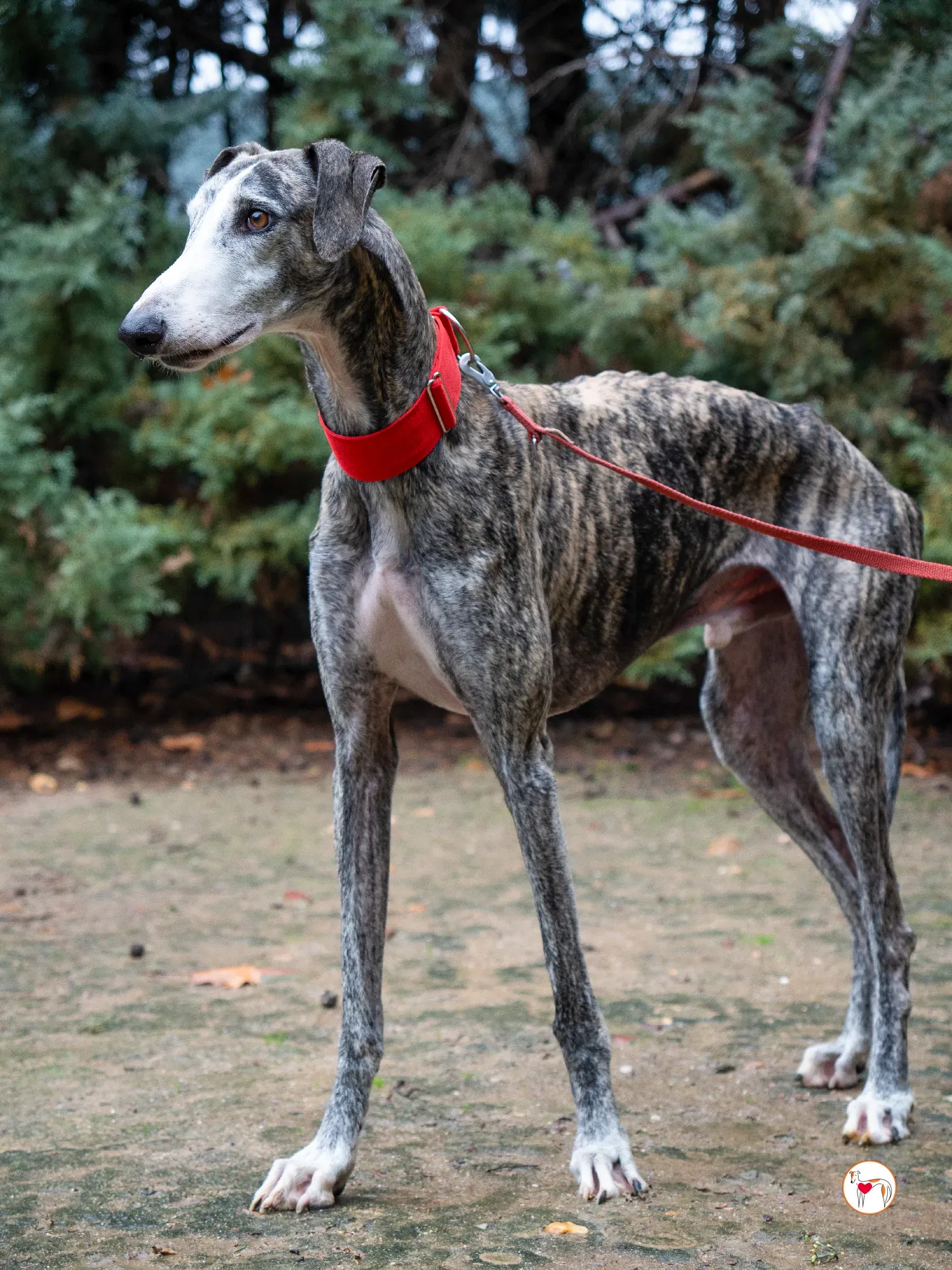 jax galgo adozione 11