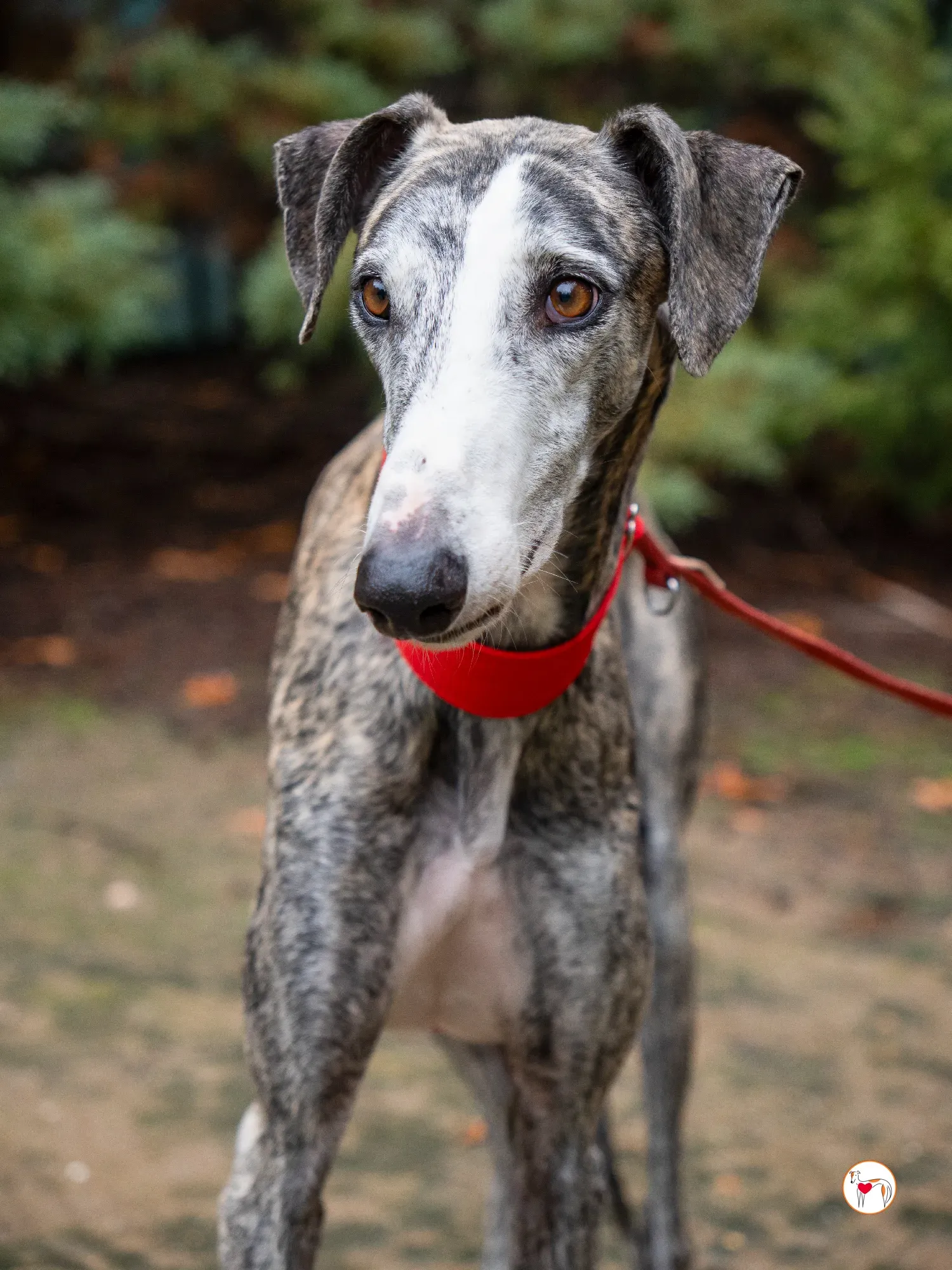 jax galgo adozione 12