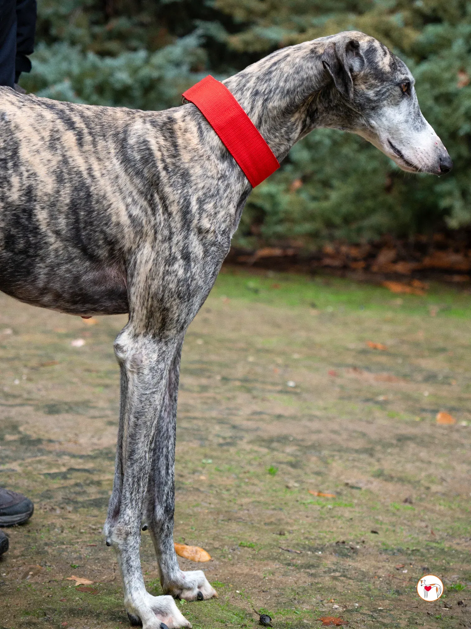 jax galgo adozione 13