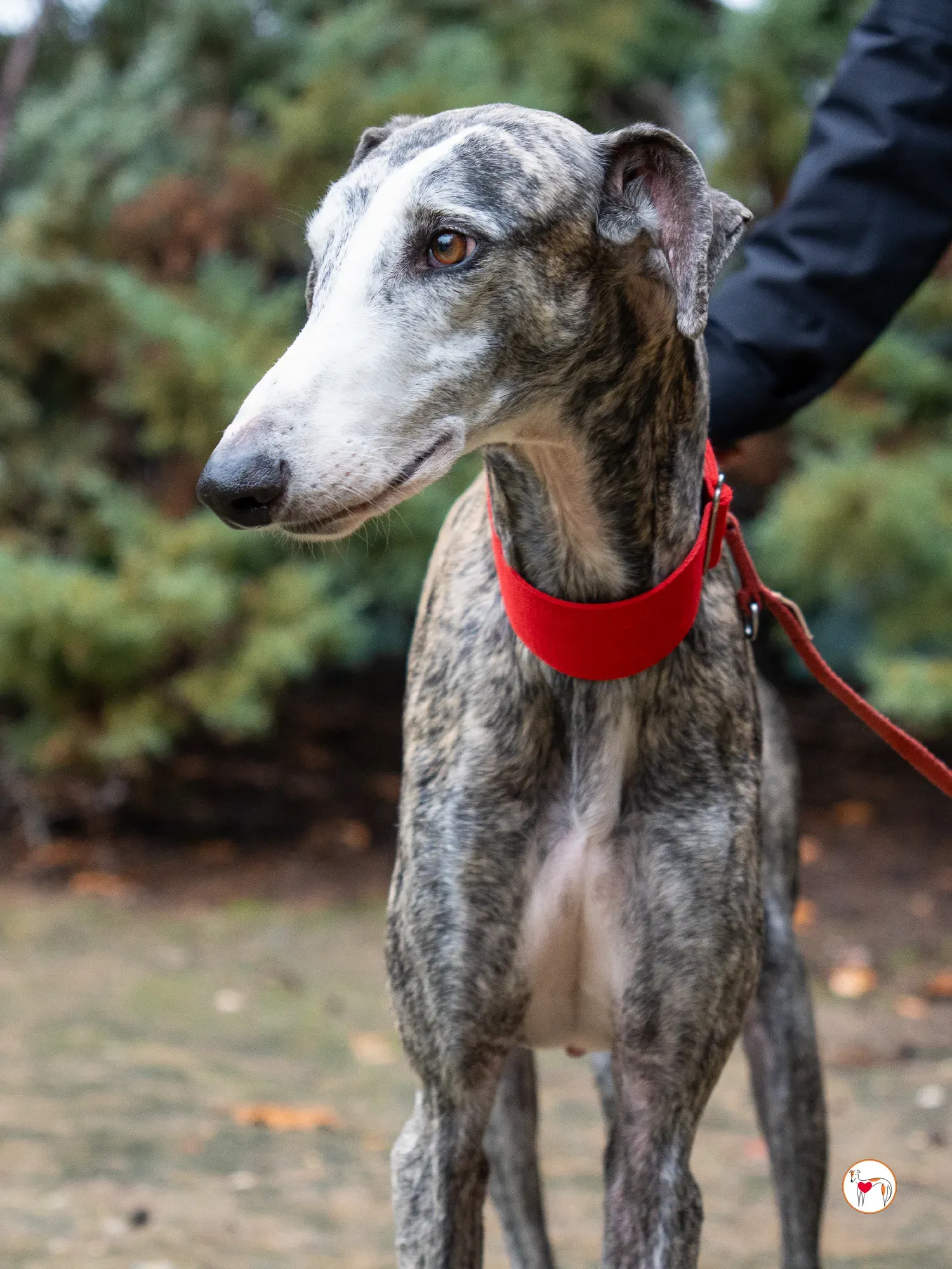 jax galgo adozione 14