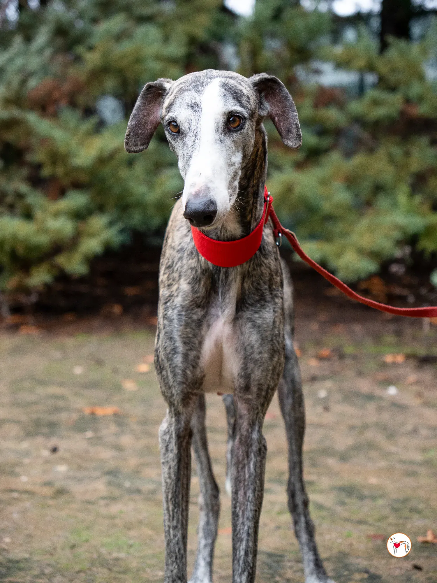 jax galgo adozione 15