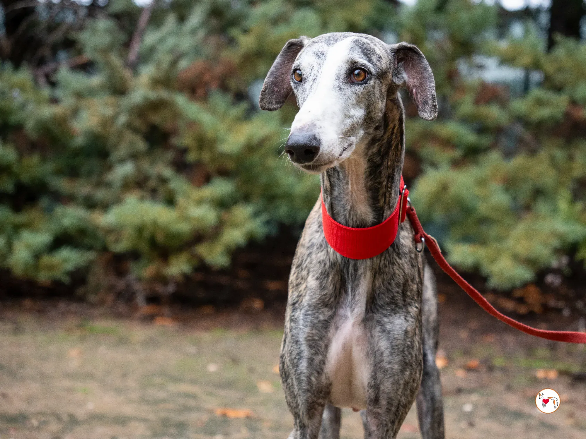 jax galgo adozione 16