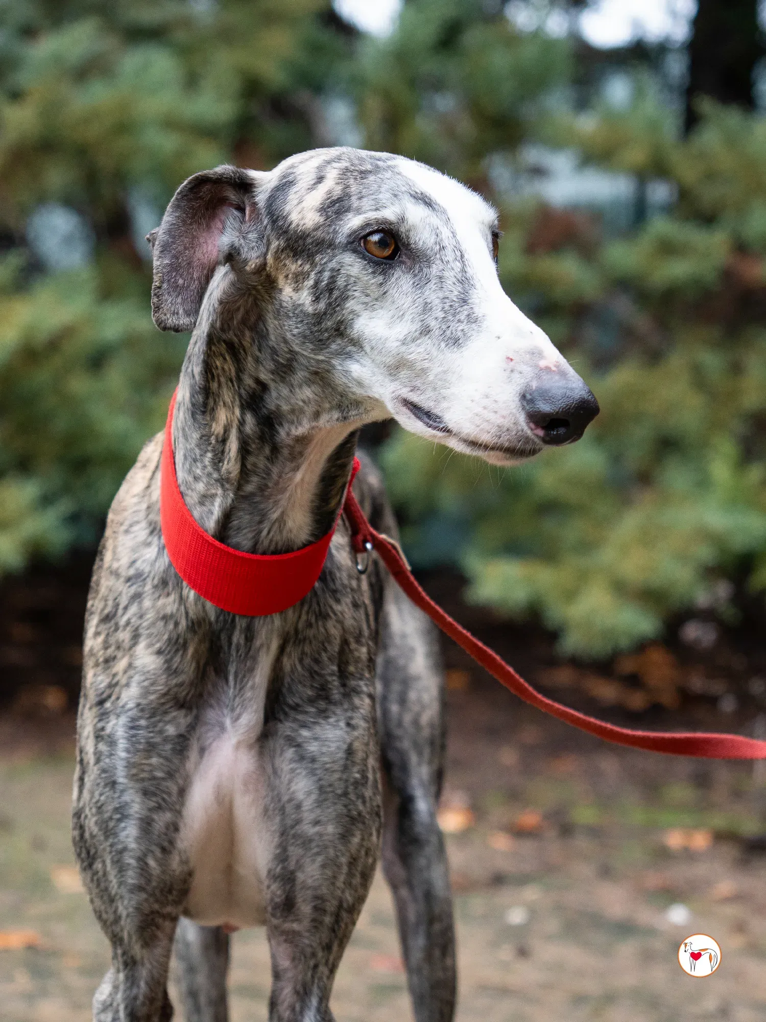 jax galgo adozione 17