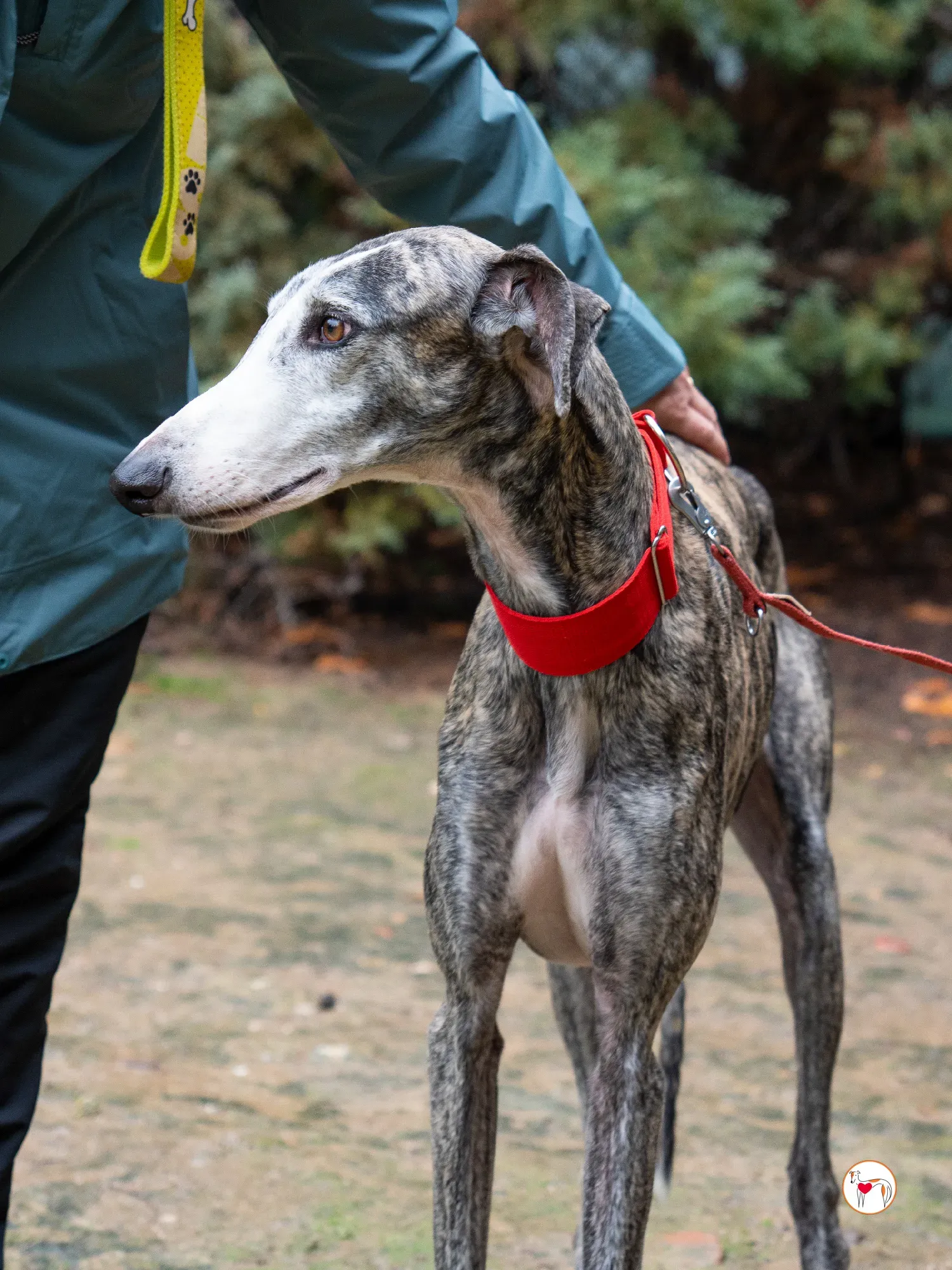 jax galgo adozione 18