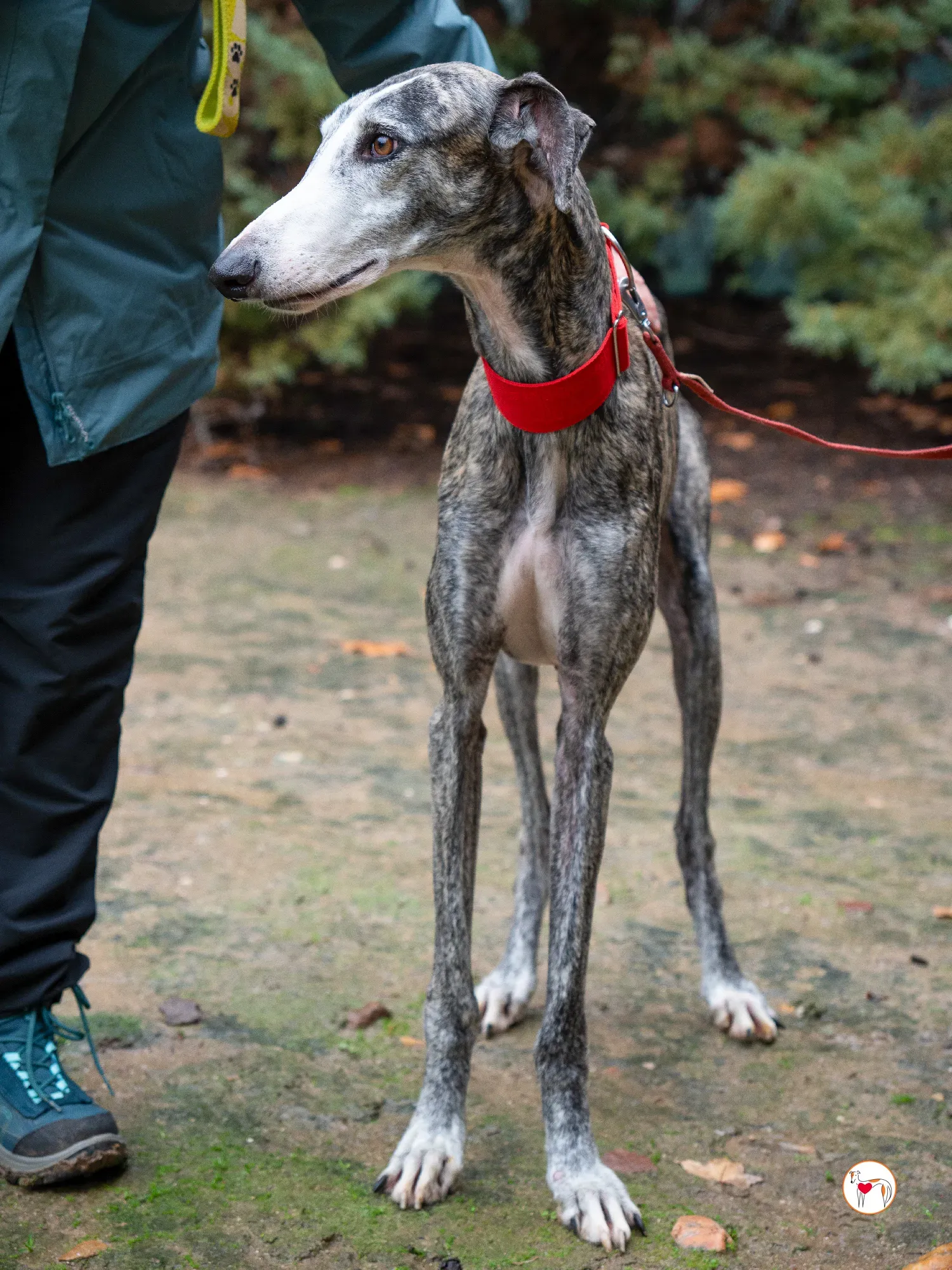 jax galgo adozione 19