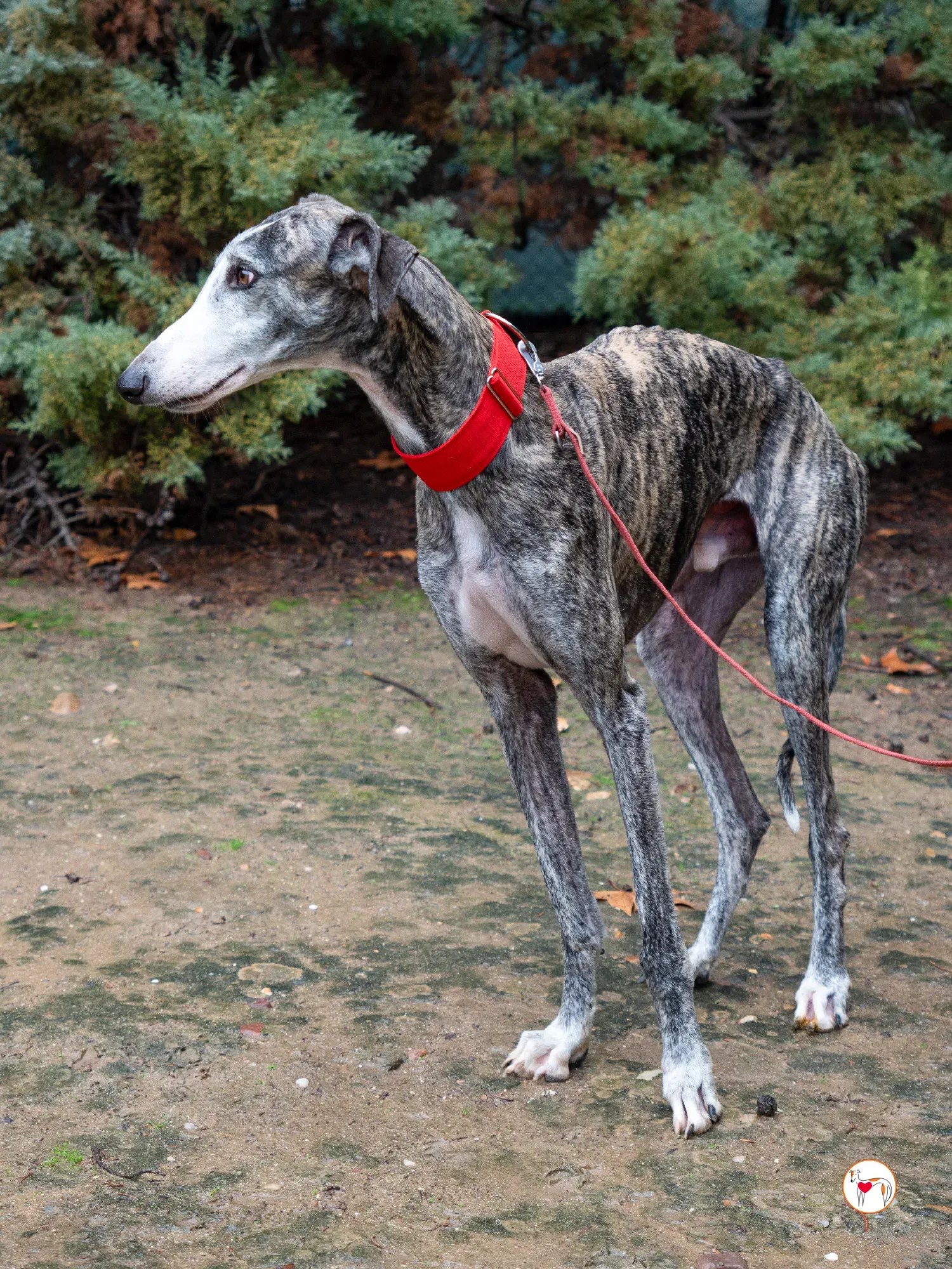 jax galgo adozione 2