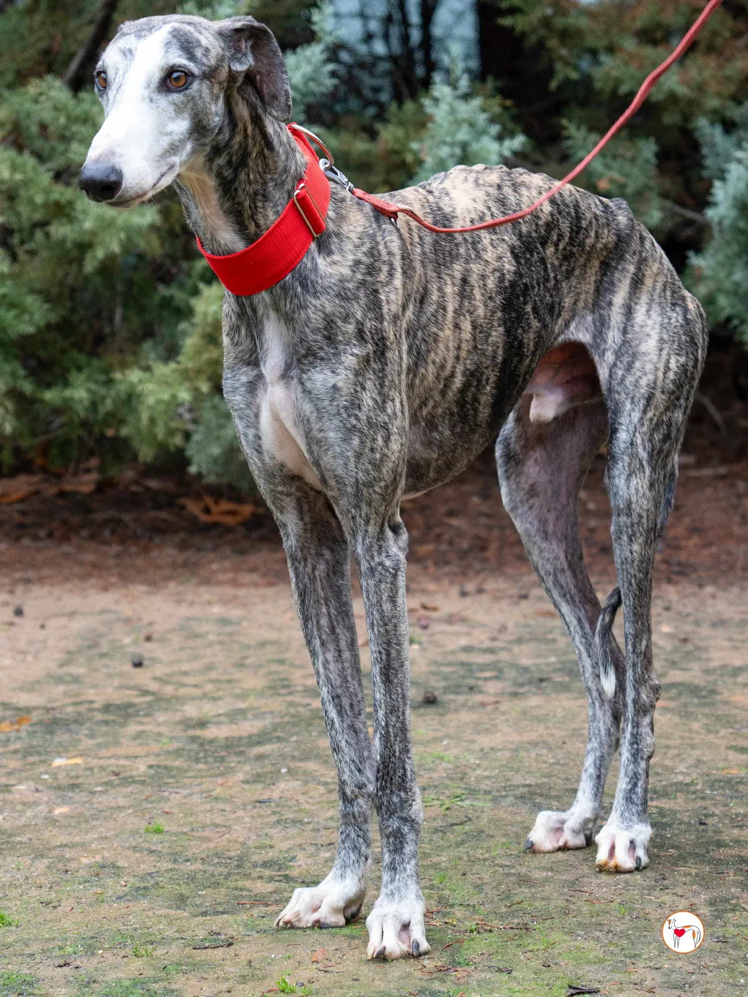 jax galgo adozione 20