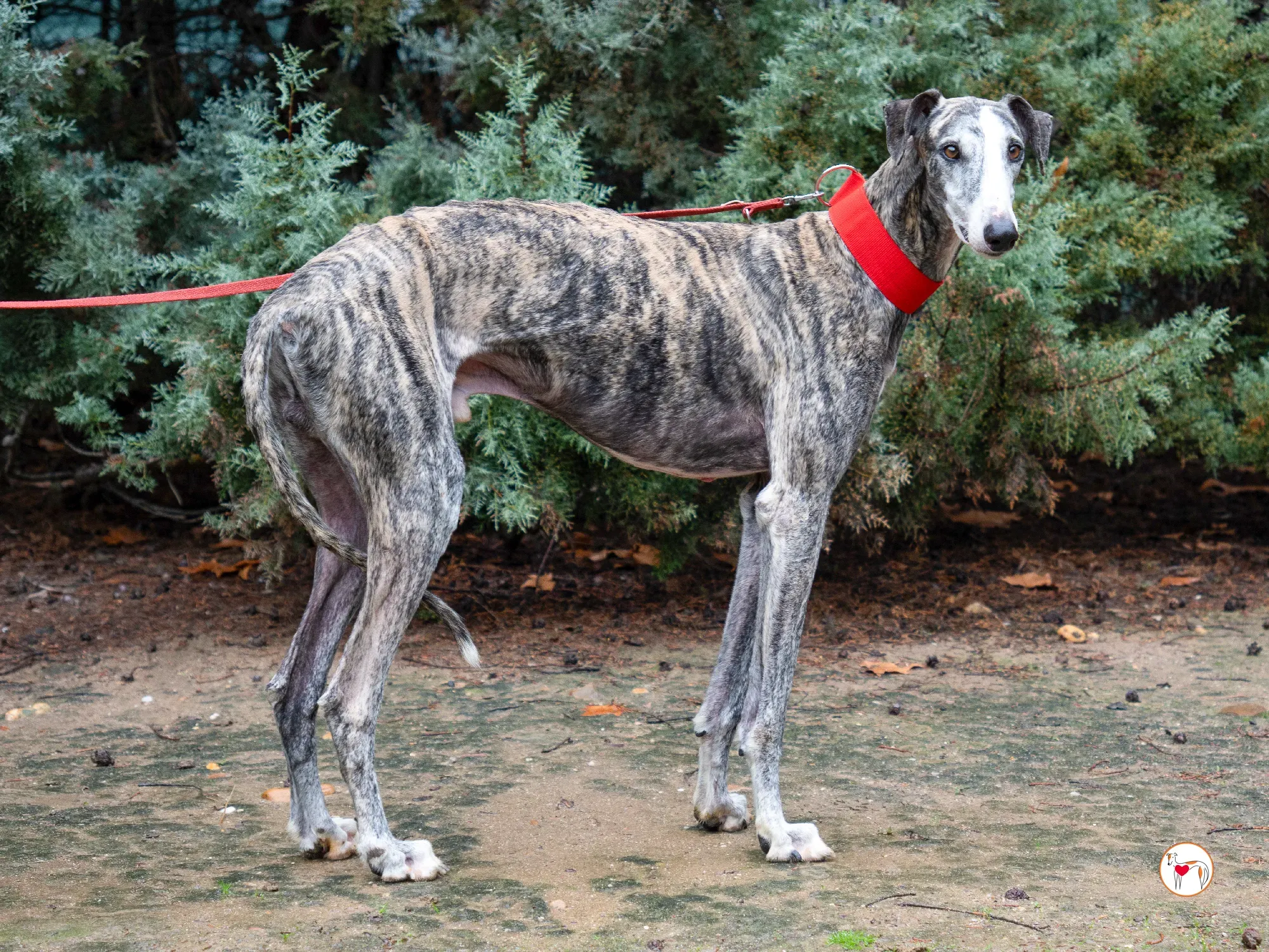 jax galgo adozione 21