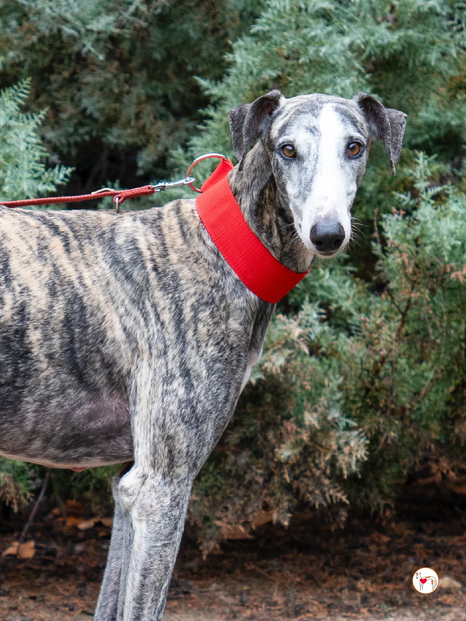 jax galgo adozione 22