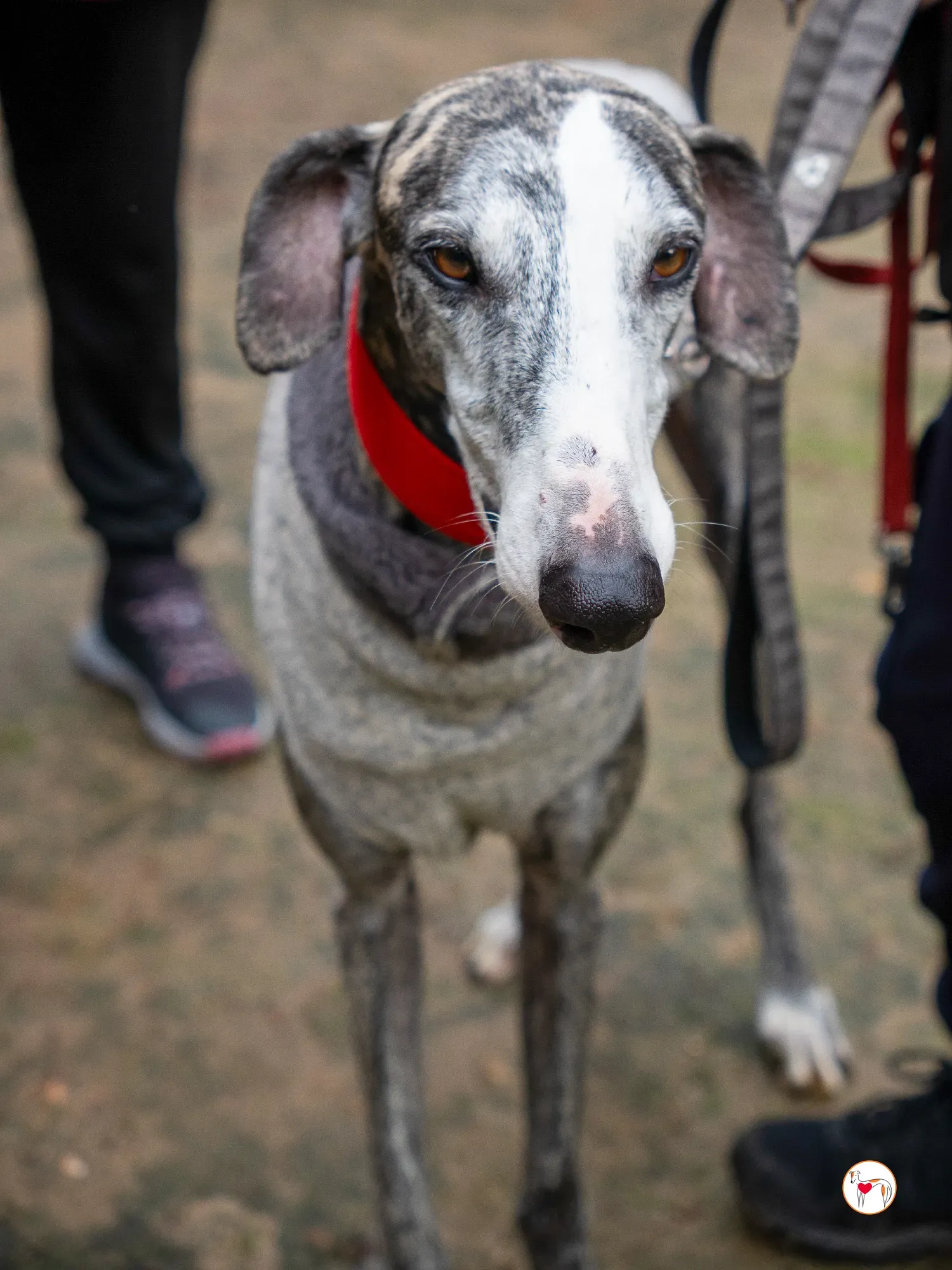 jax galgo adozione 23