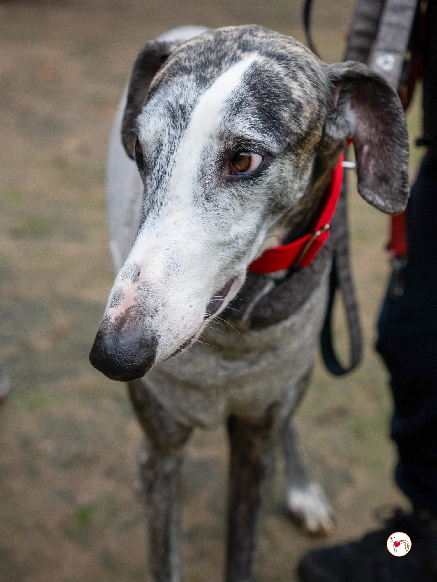 jax galgo adozione 24