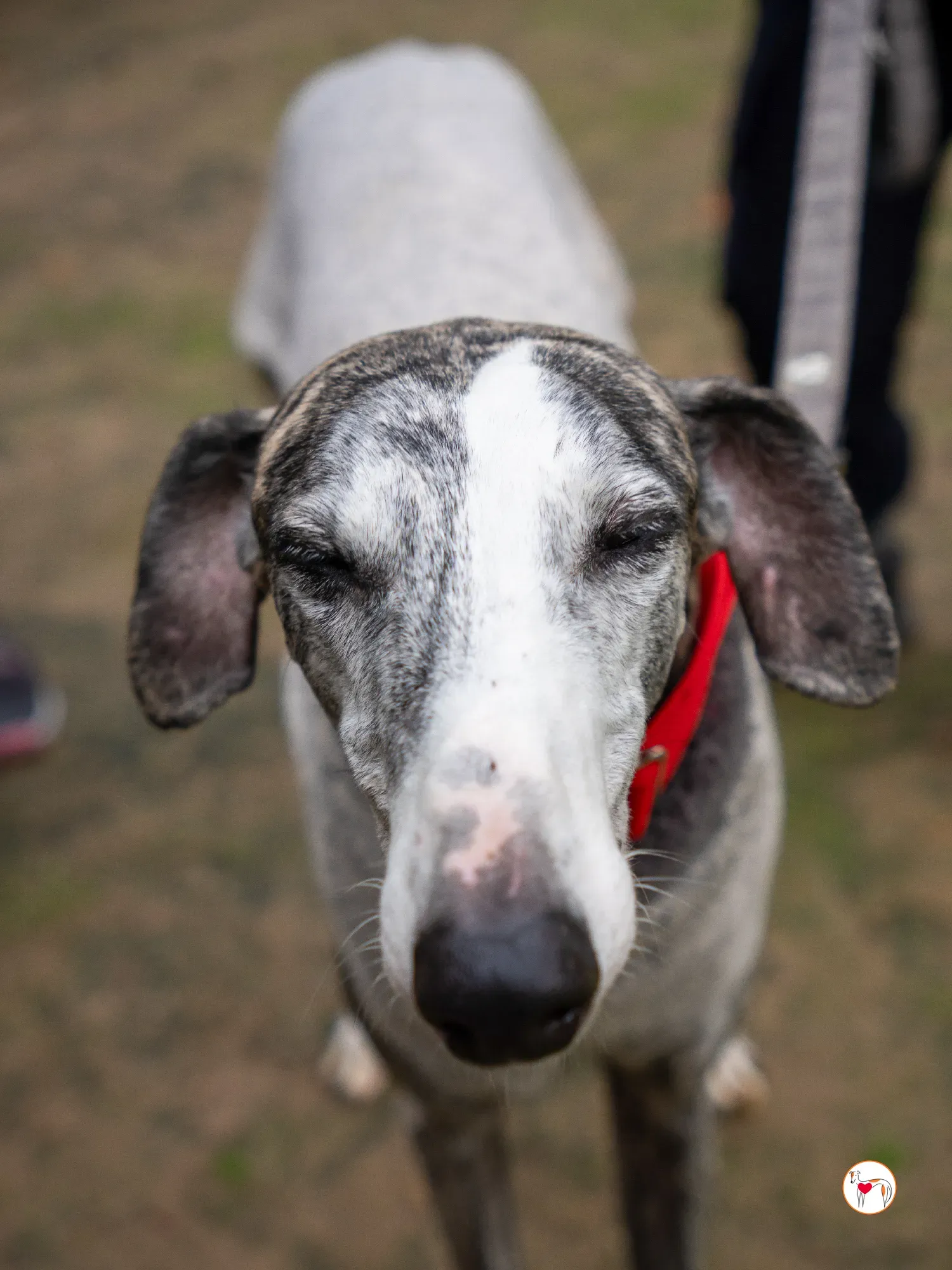 jax galgo adozione 25