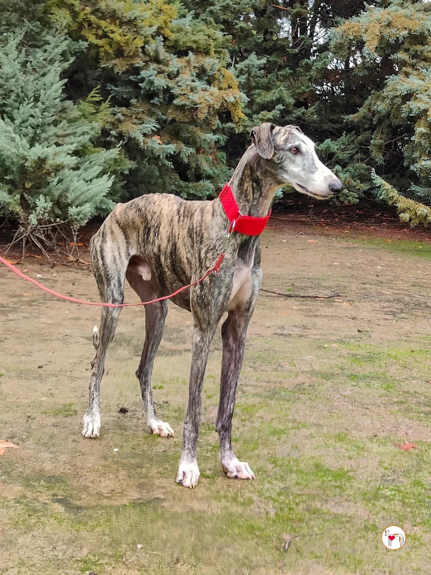 jax galgo adozione 26