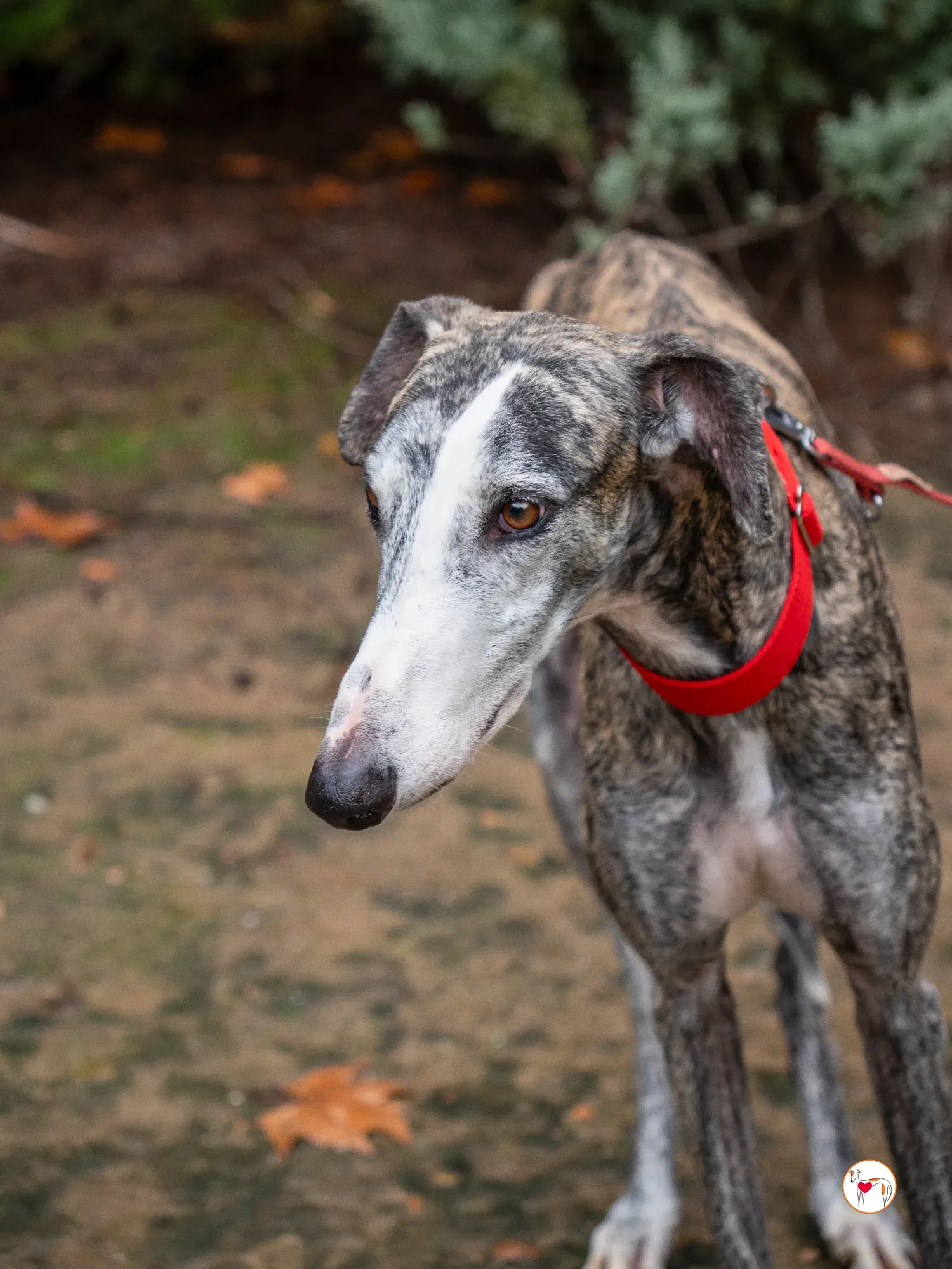 jax galgo adozione 3