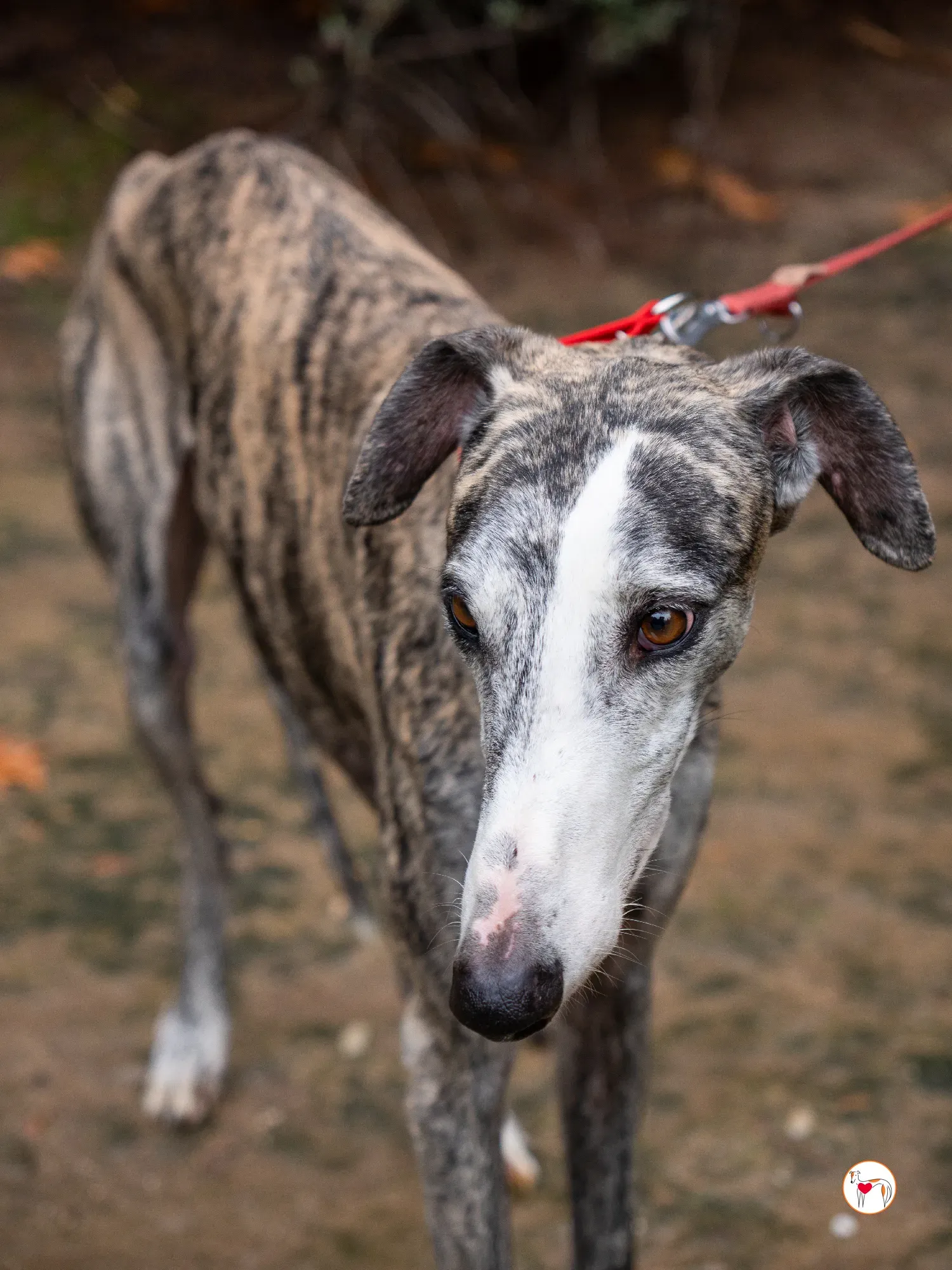 jax galgo adozione 4