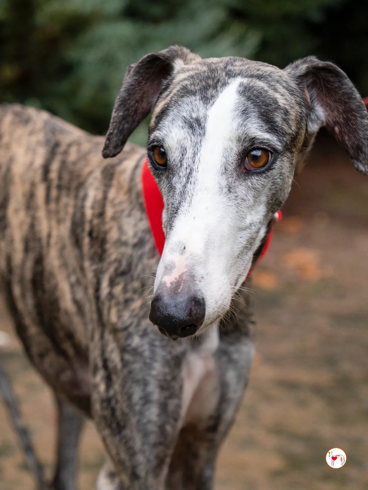 jax galgo adozione 5