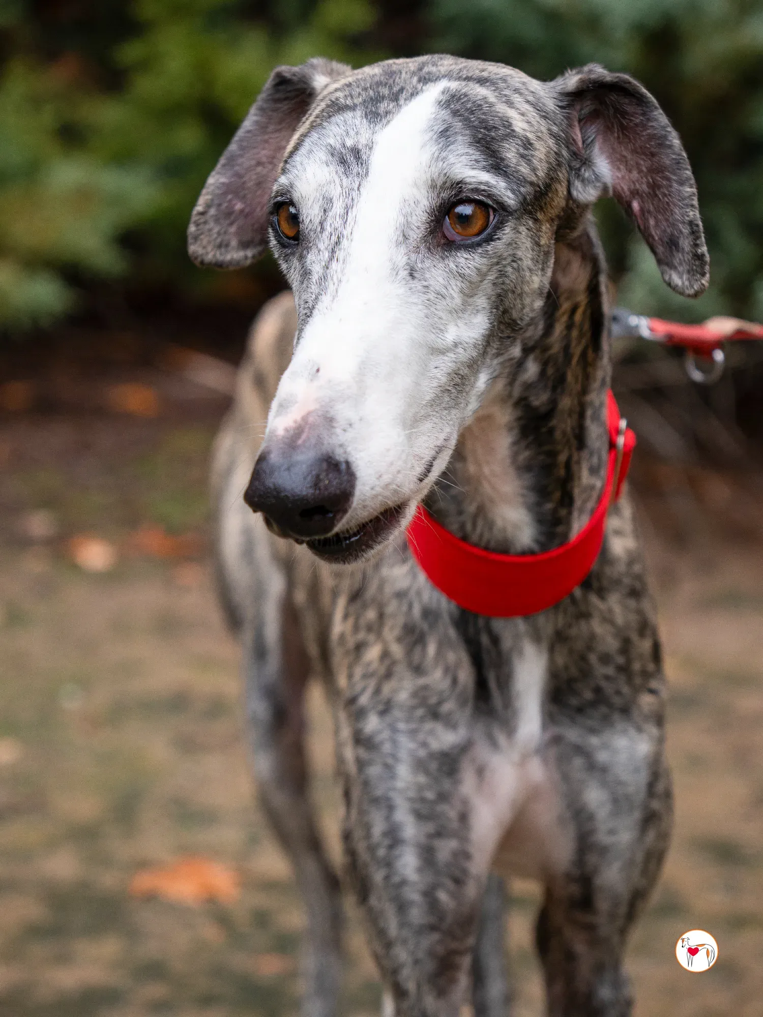 jax galgo adozione 6