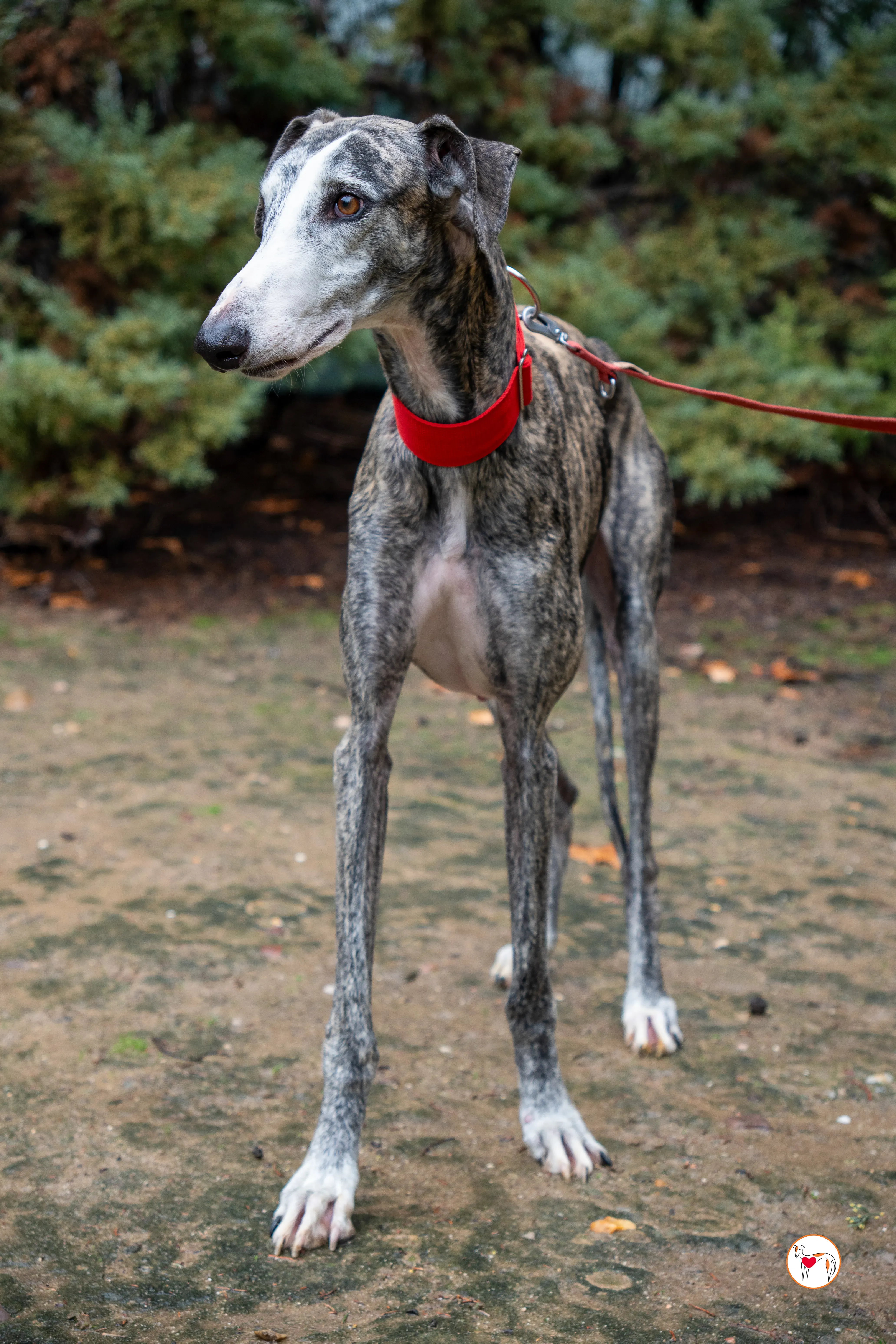 jax galgo adozione 7