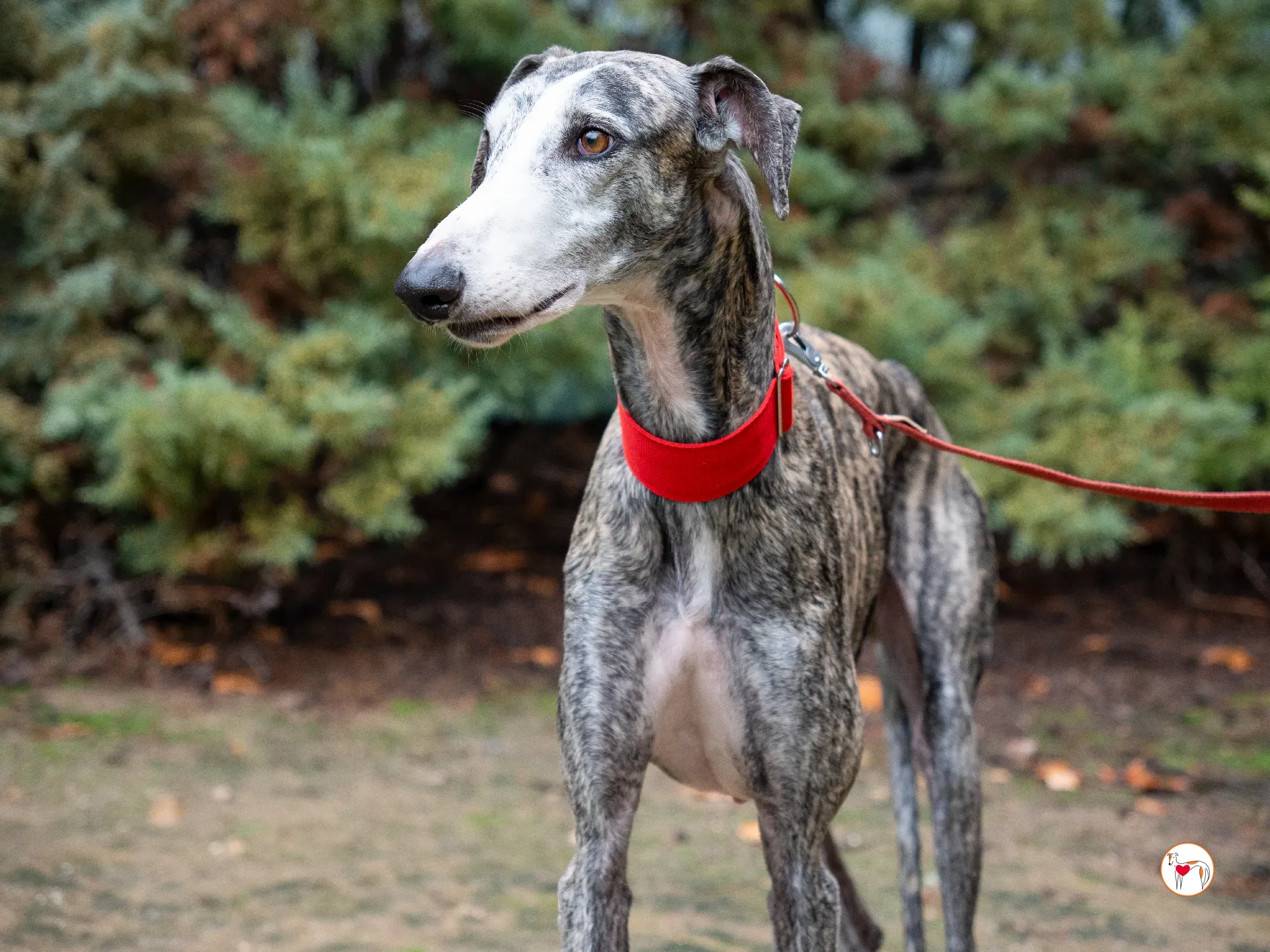 jax galgo adozione 8