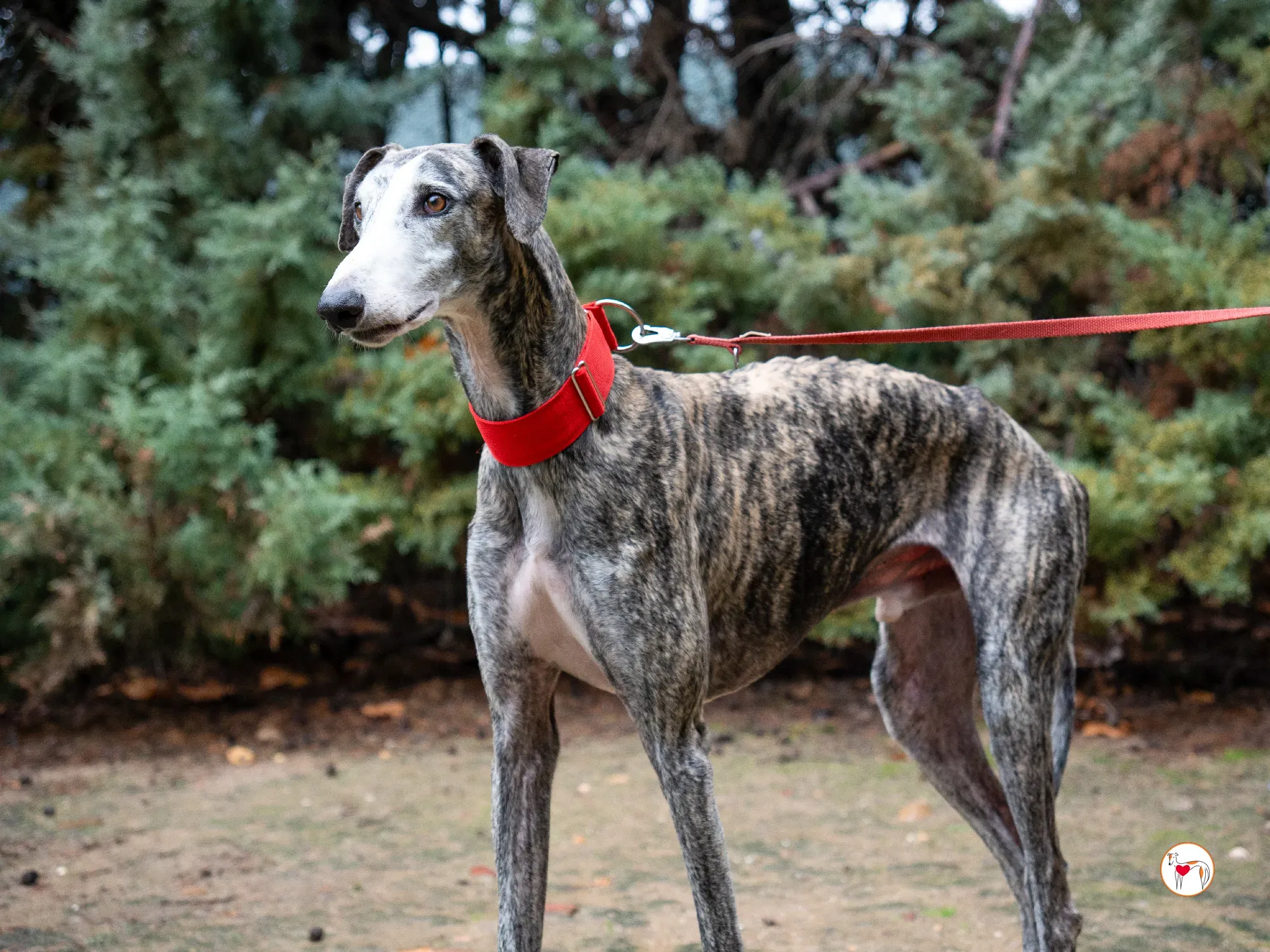 jax galgo adozione 9