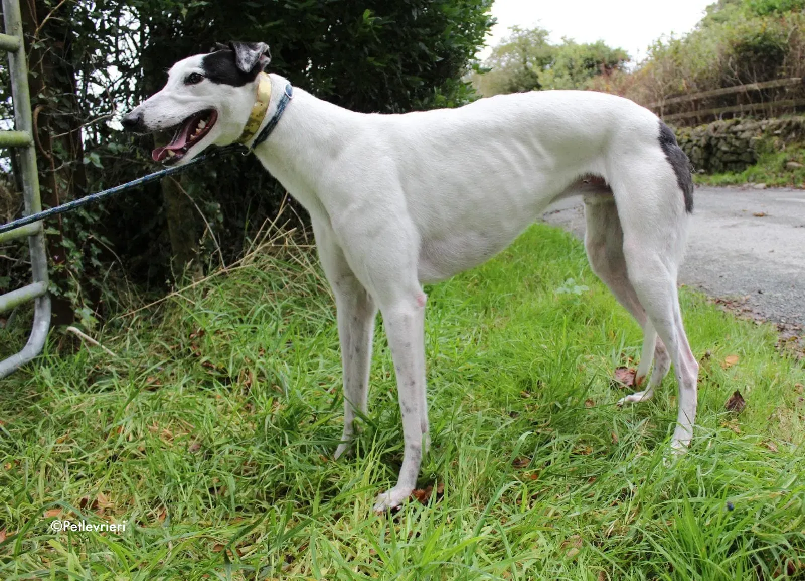 jay adozione levrieri greyhound 1 2