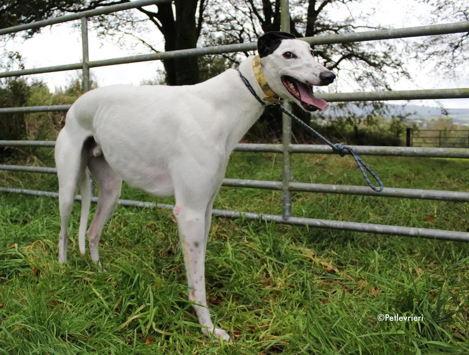 jay adozione levrieri greyhound 2