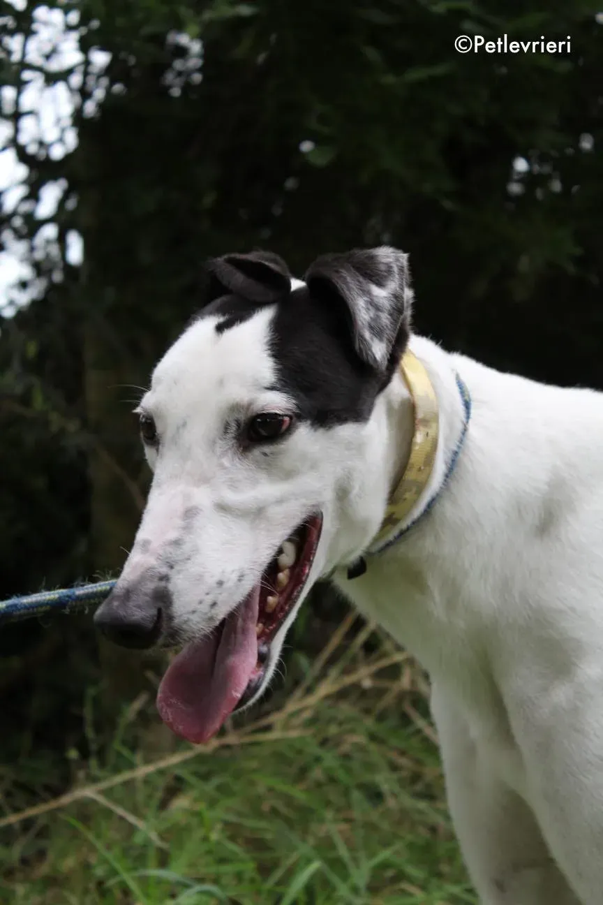 jay adozione levrieri greyhound 3