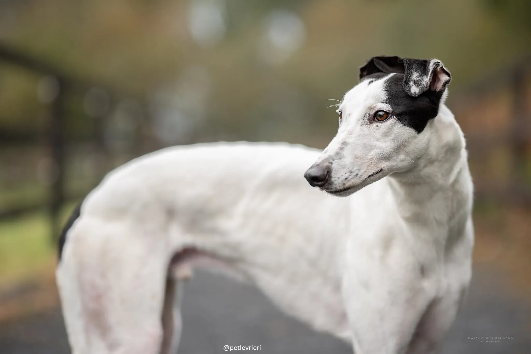 jay greyhound adozione 10