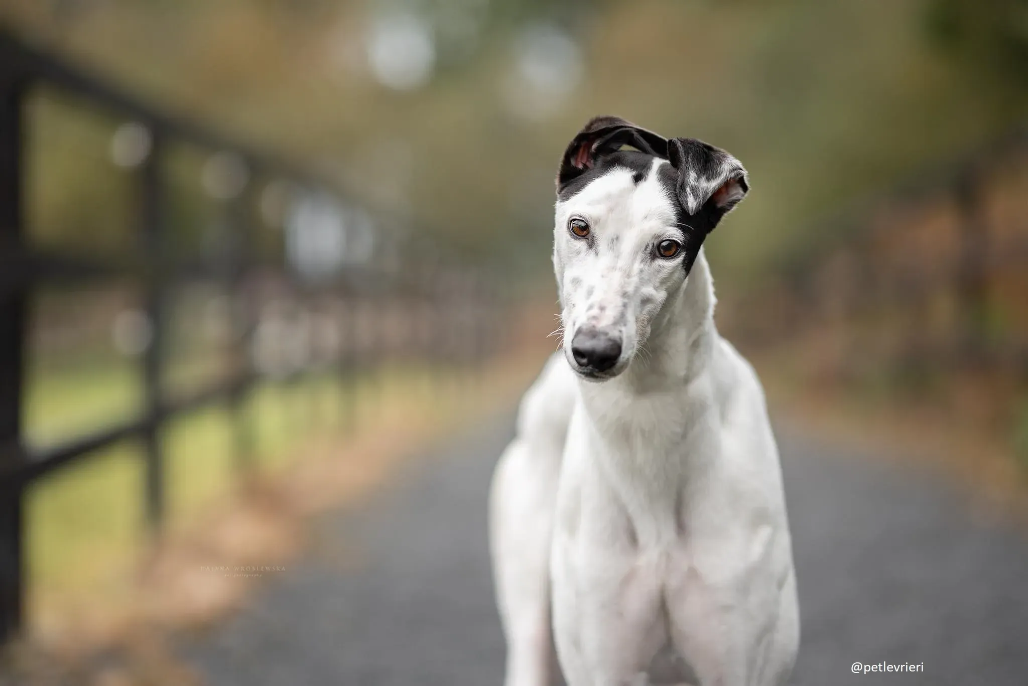 jay greyhound adozione 9