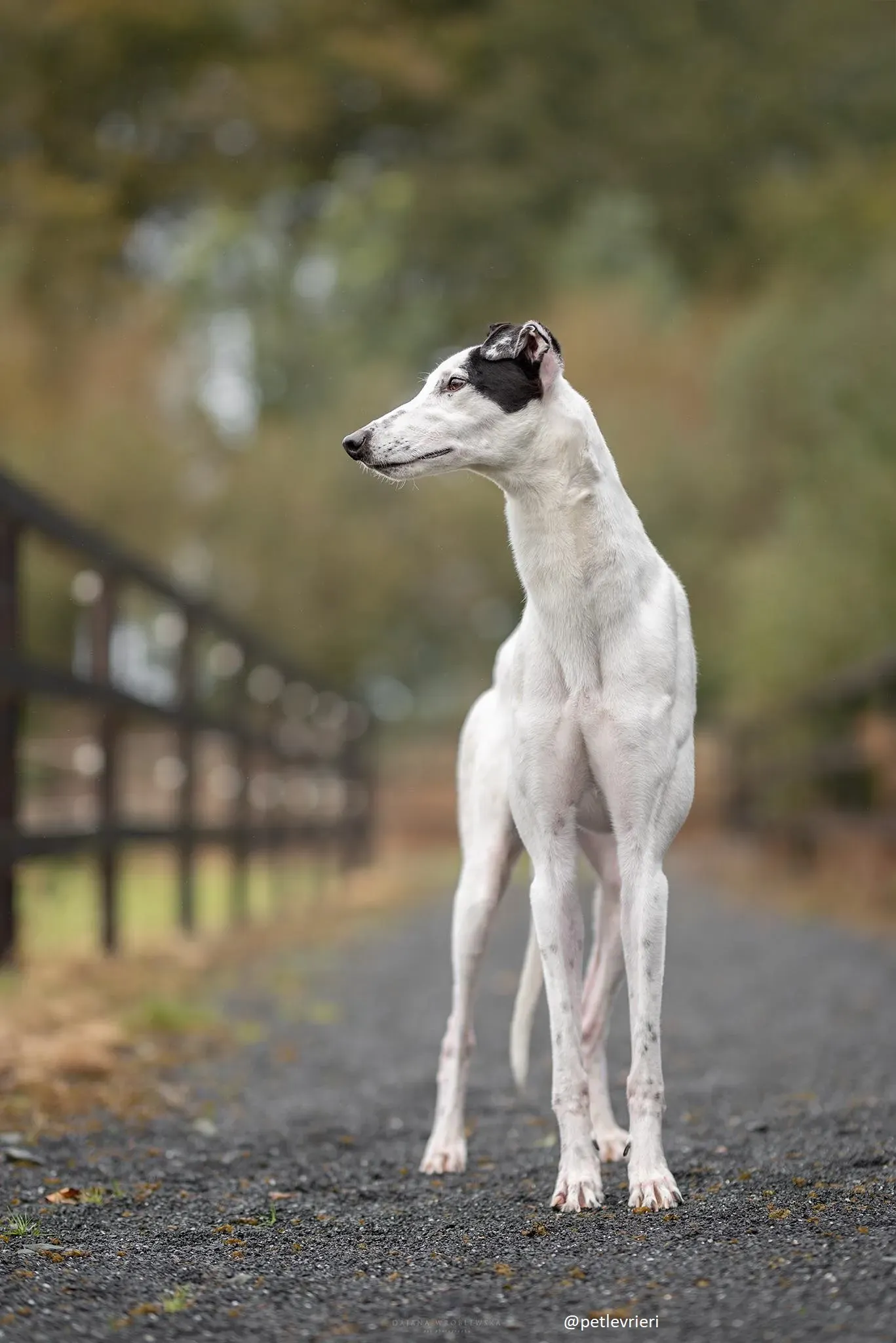 jay greyhound adozione