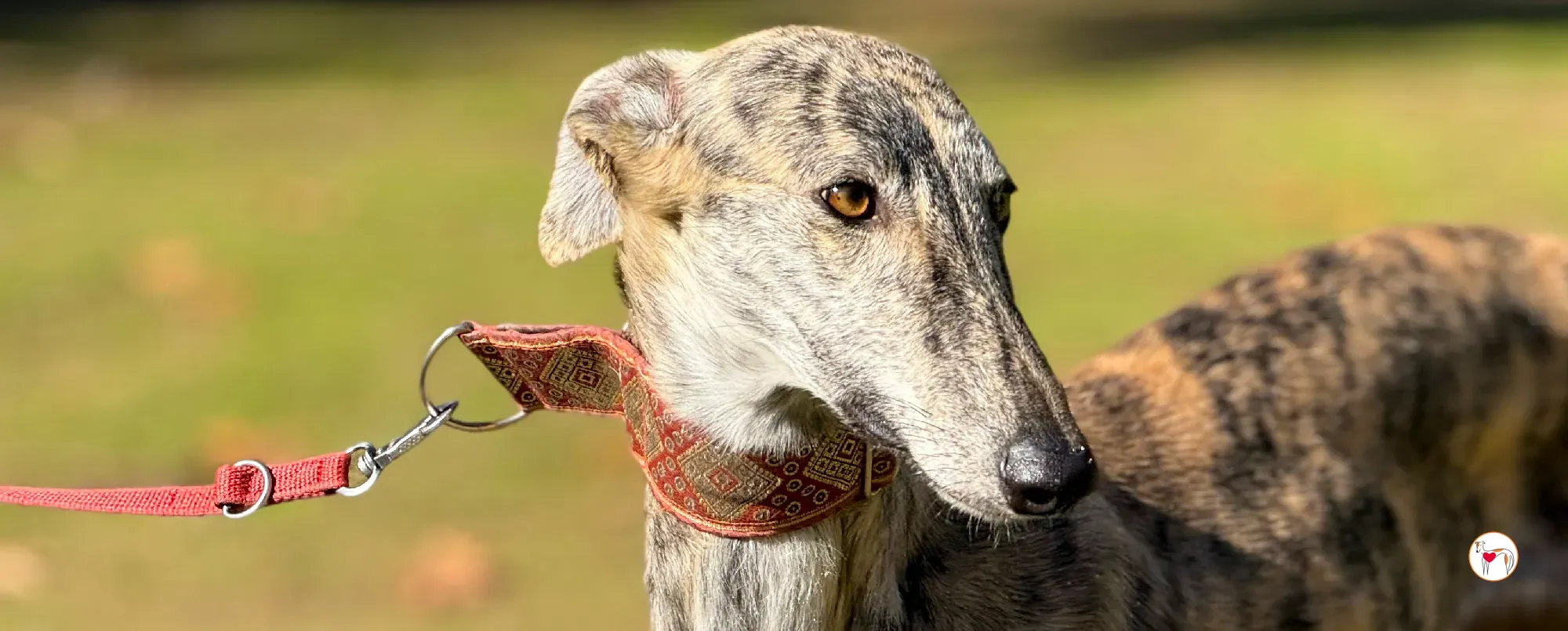 jengibre galgo adozione 00 copertina b