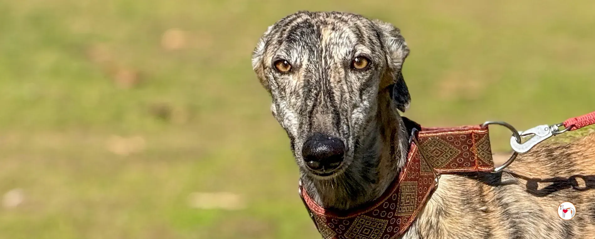 jengibre galgo adozione 00 copertina c