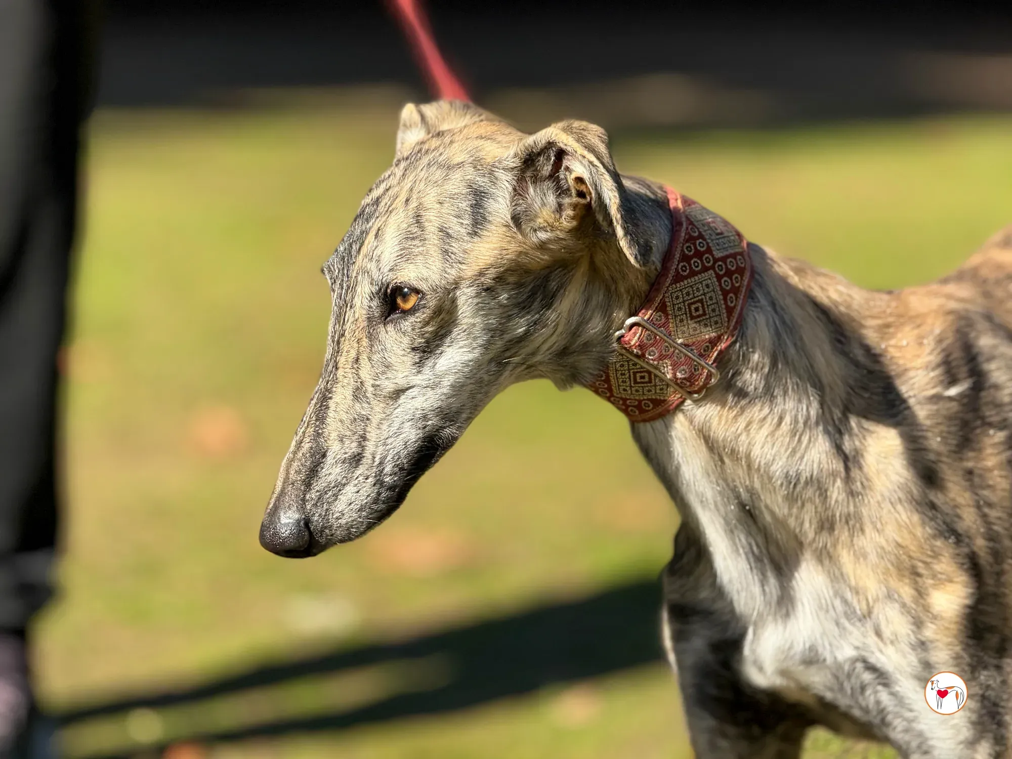 jengibre galgo adozione 1