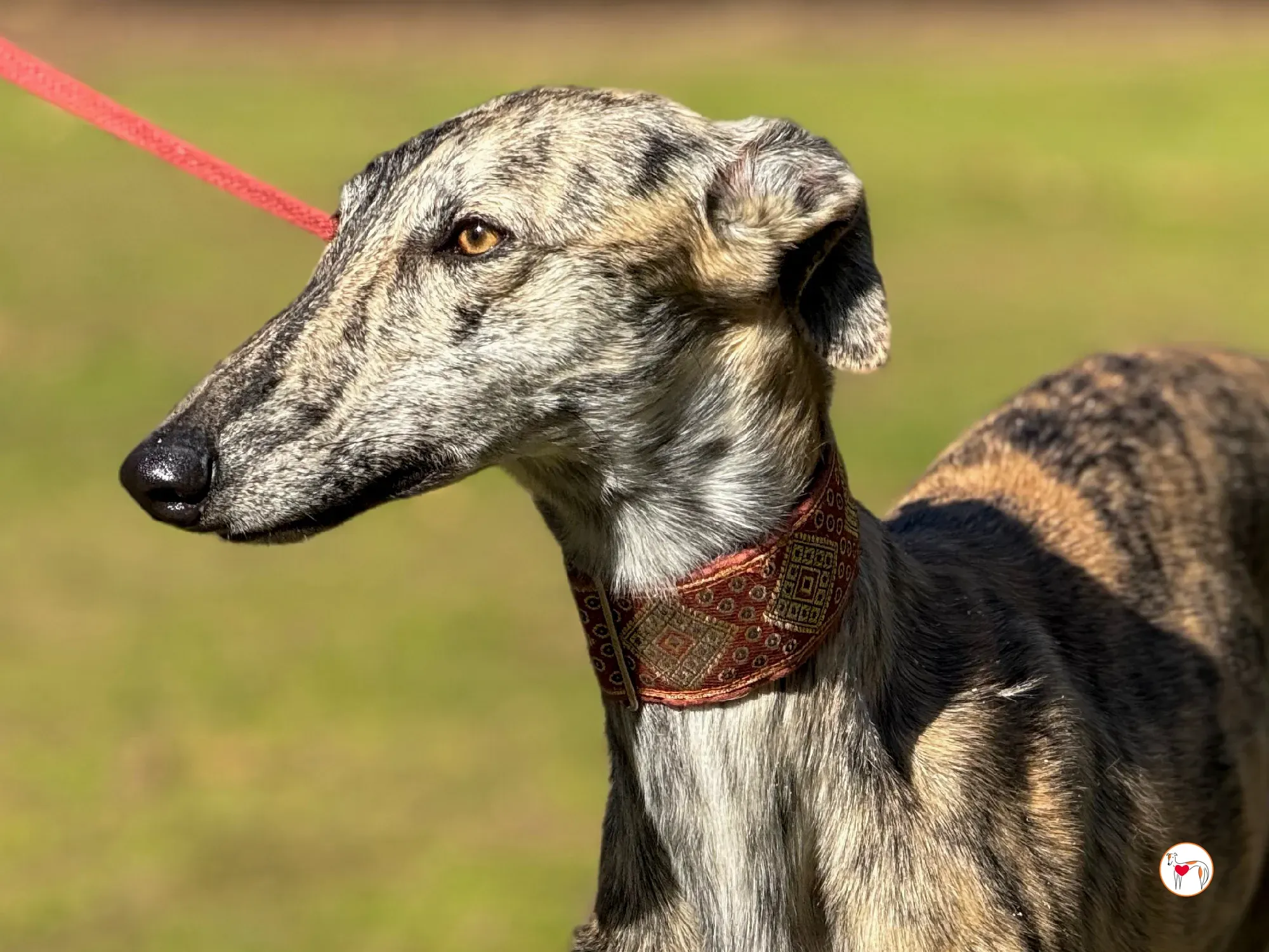 jengibre galgo adozione 10