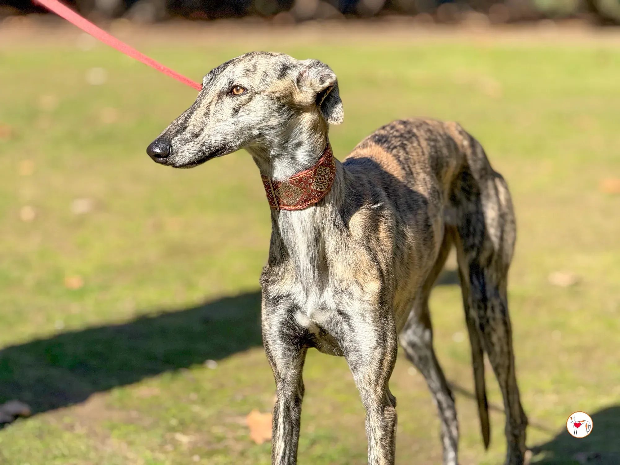 jengibre galgo adozione 11