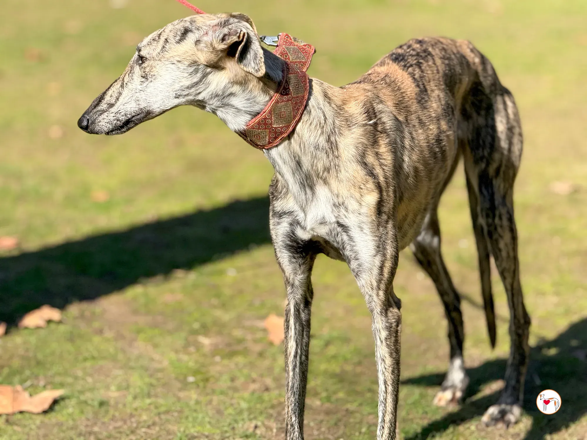 jengibre galgo adozione 12