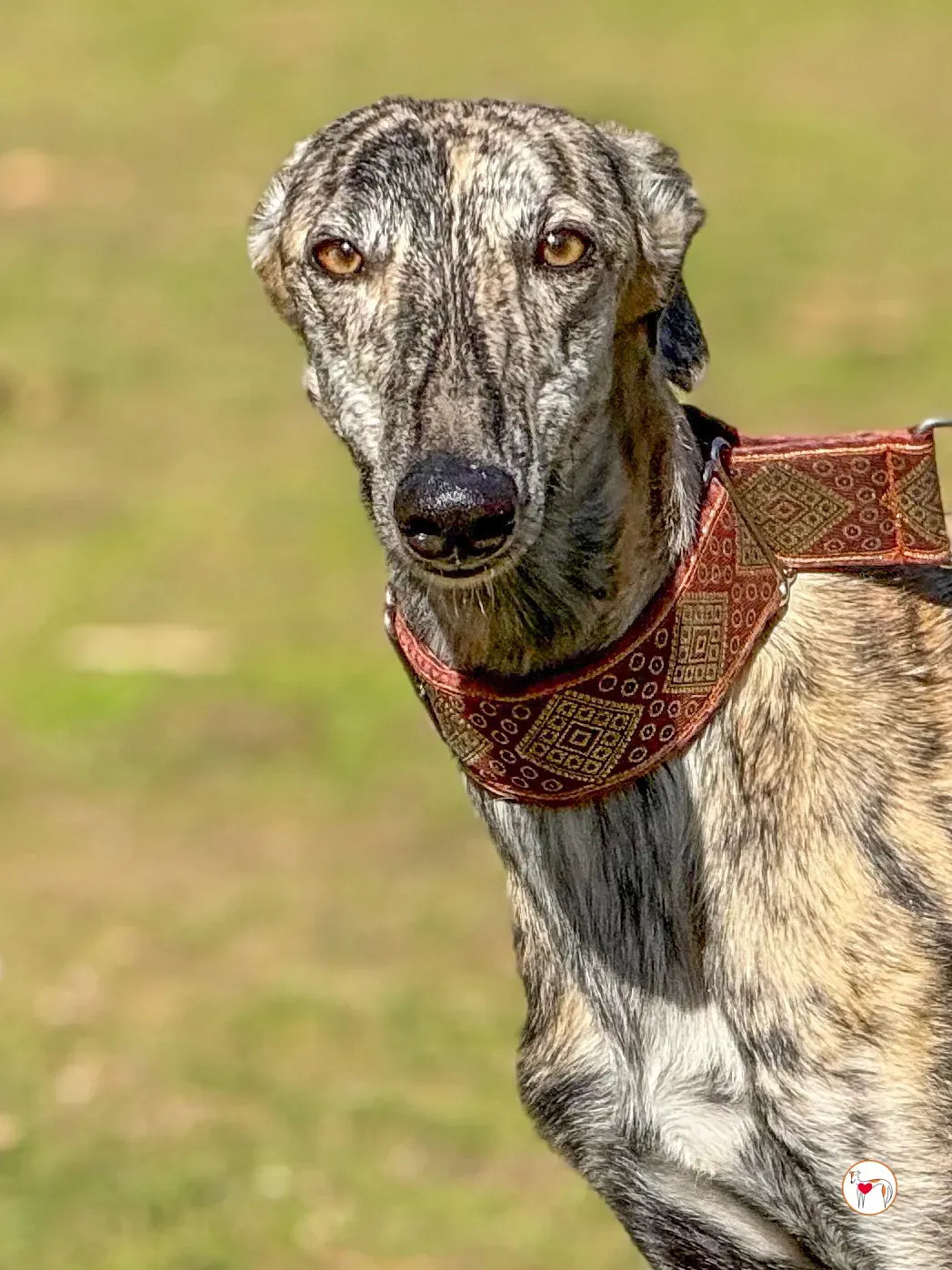 jengibre galgo adozione 13