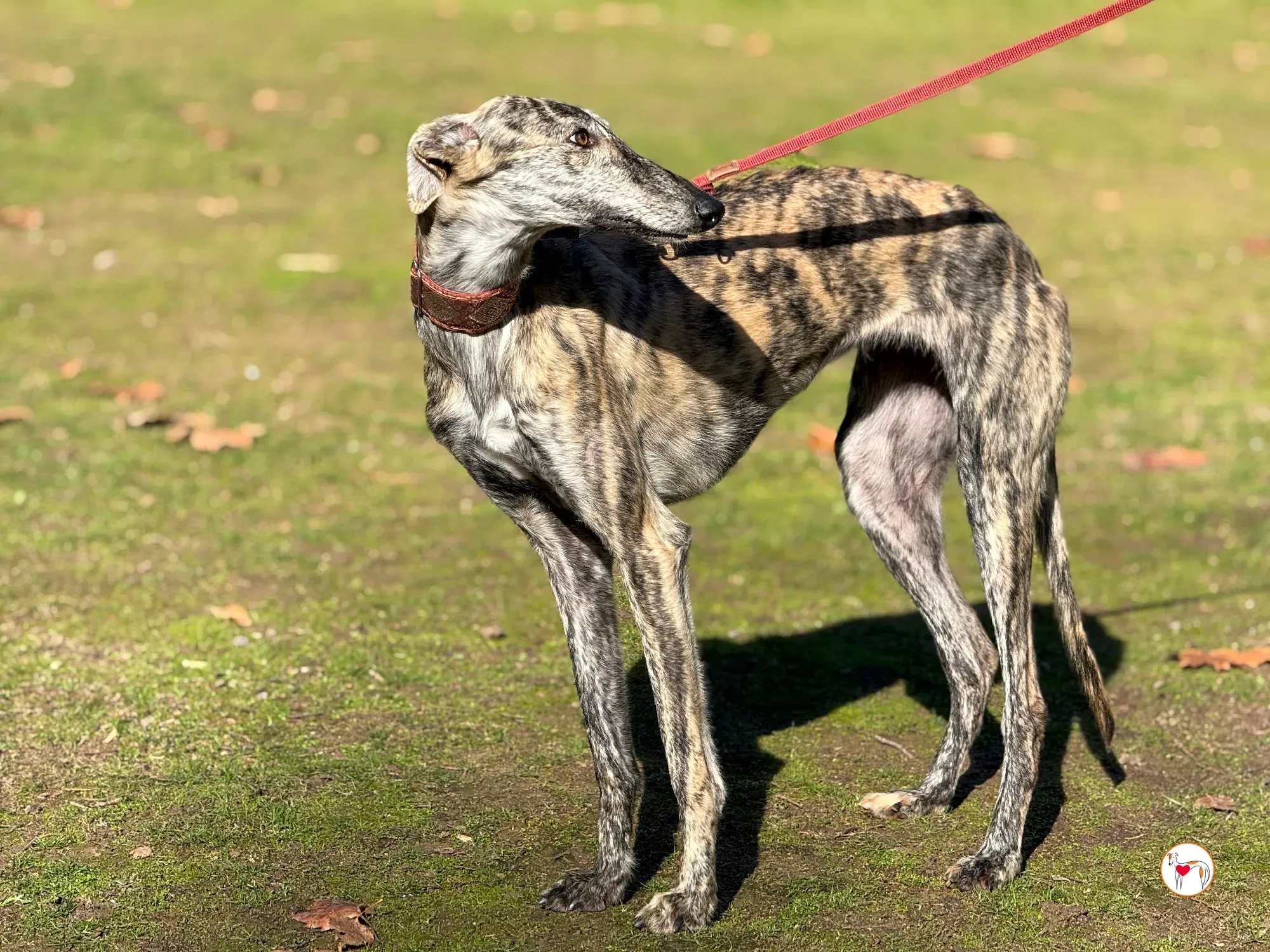 jengibre galgo adozione 15