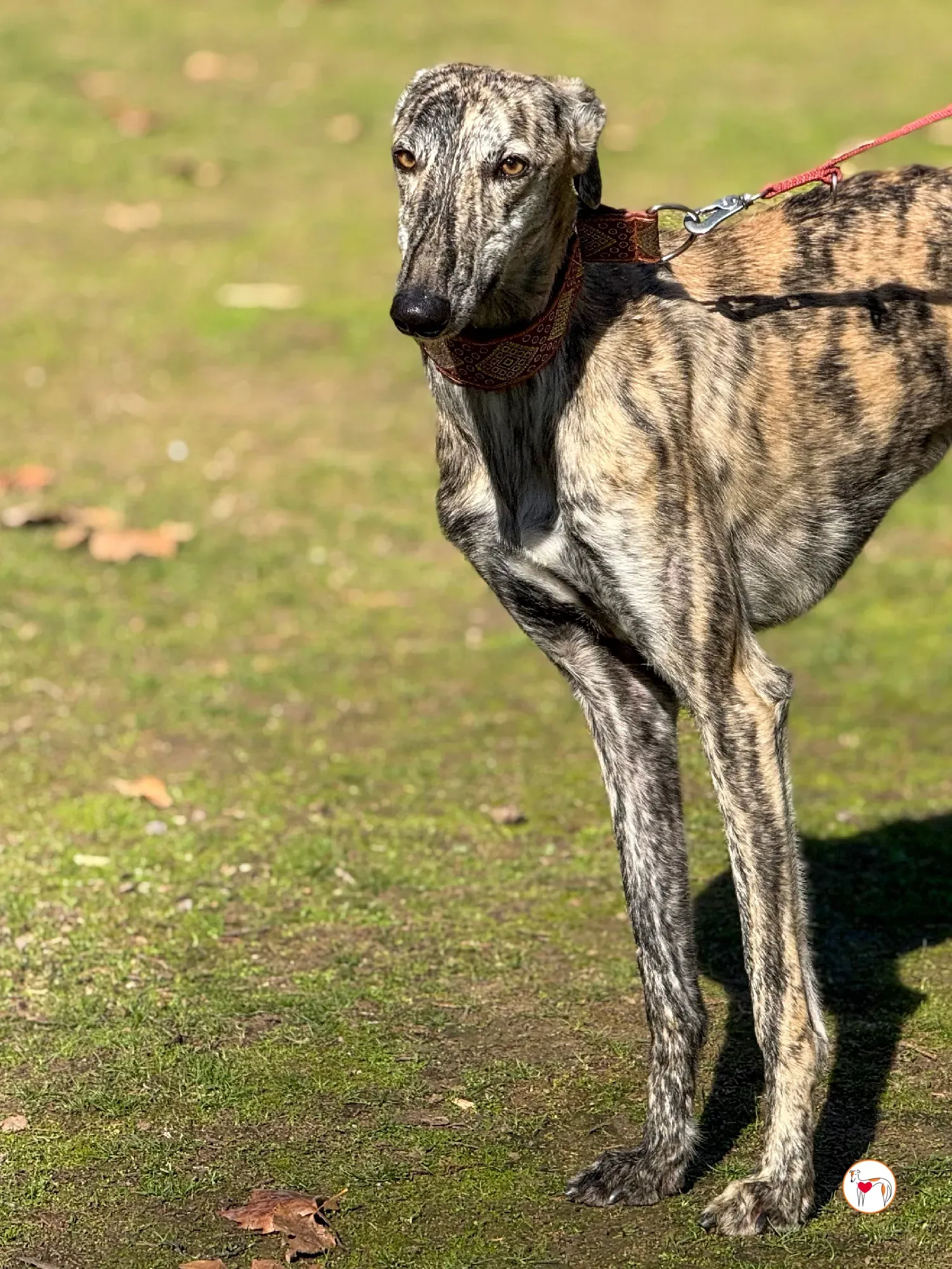 jengibre galgo adozione 16