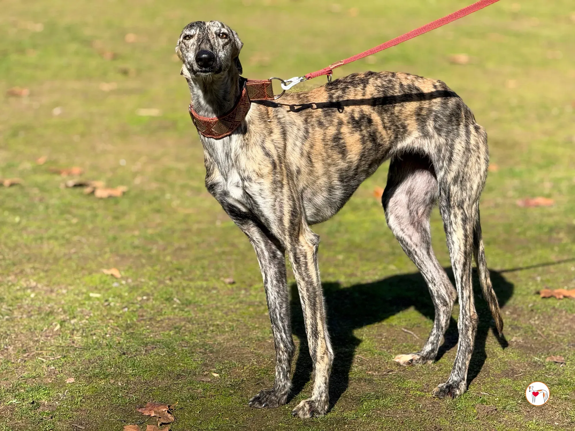 jengibre galgo adozione 17