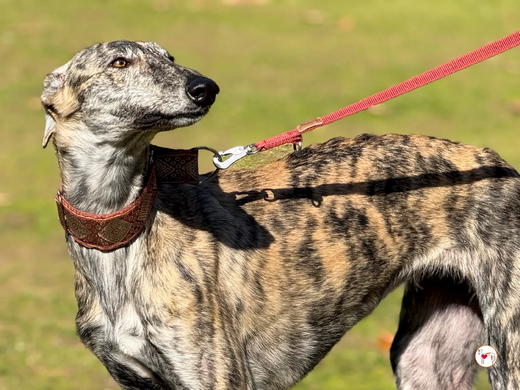 jengibre galgo adozione 18