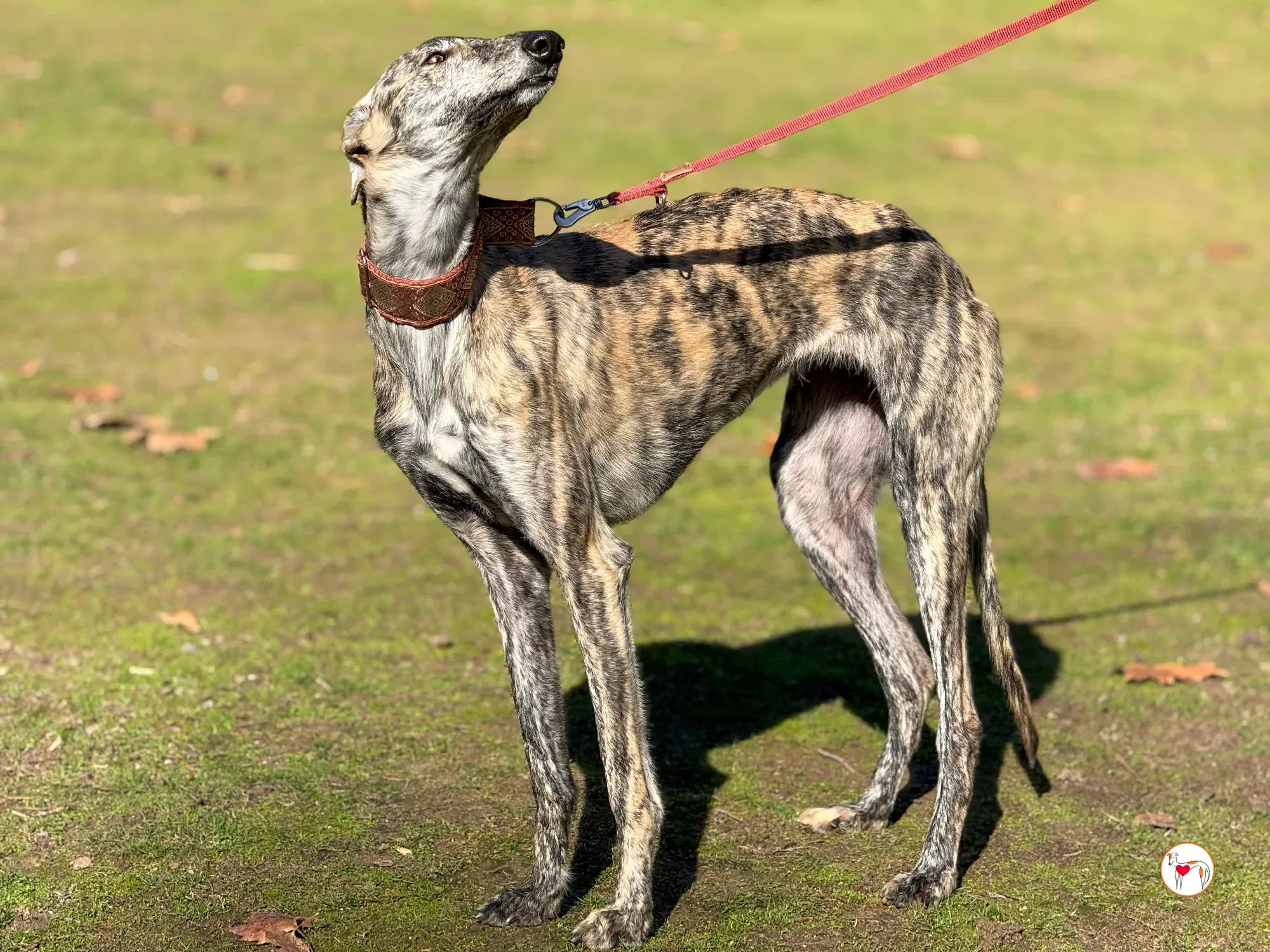 jengibre galgo adozione 19