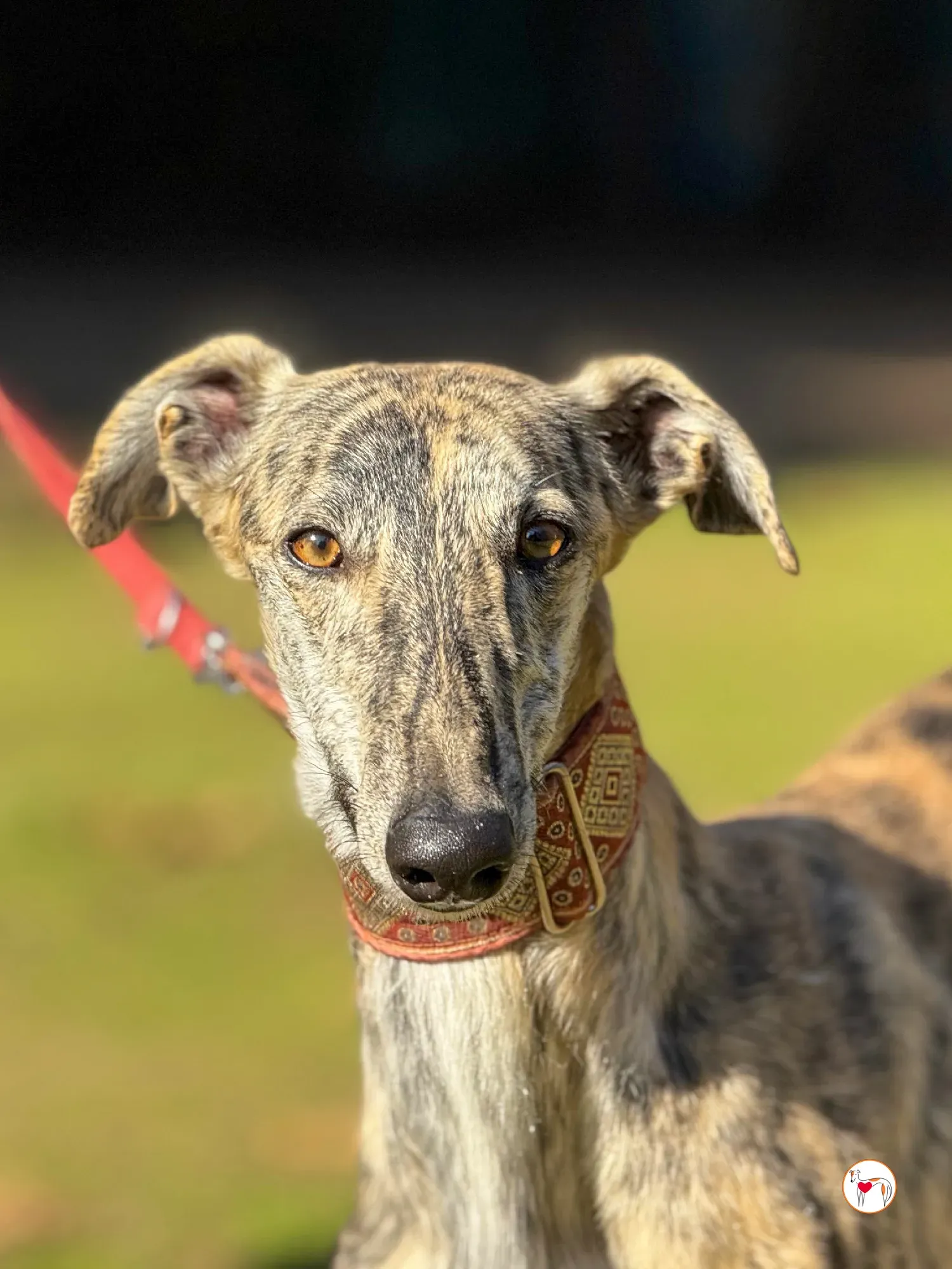 jengibre galgo adozione 2