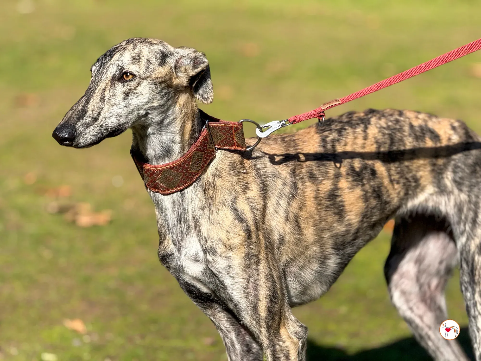 jengibre galgo adozione 20