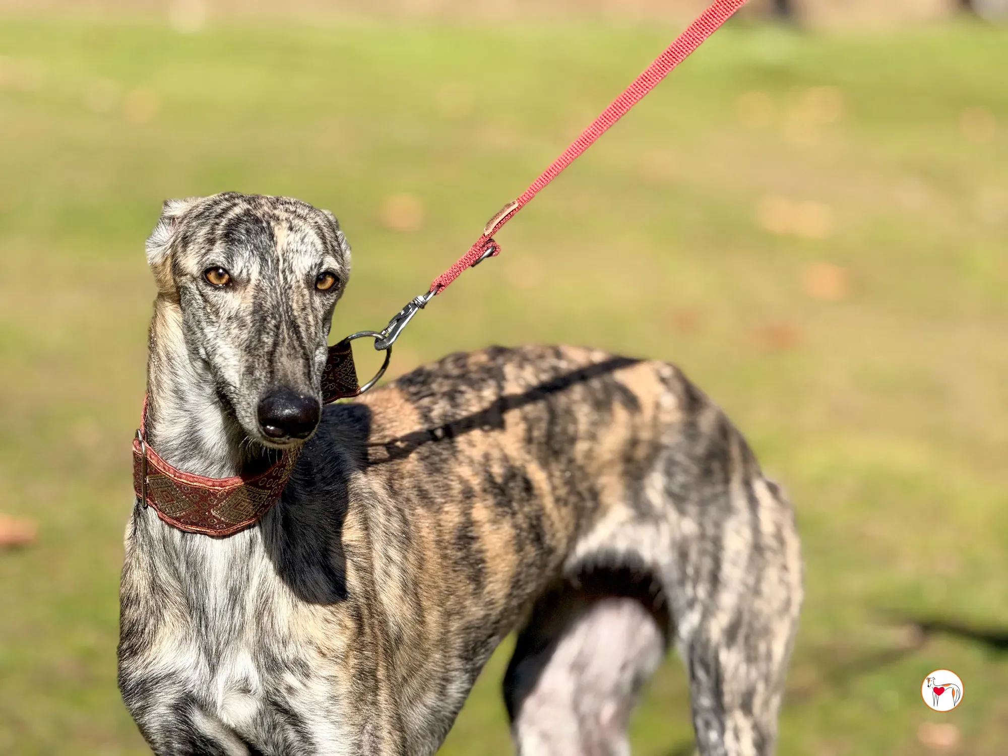 jengibre galgo adozione 22