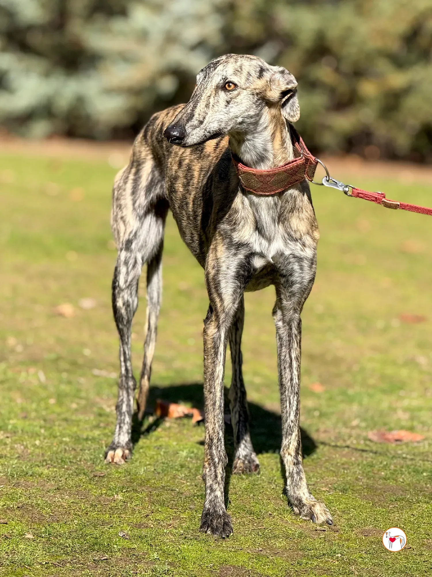 jengibre galgo adozione 23